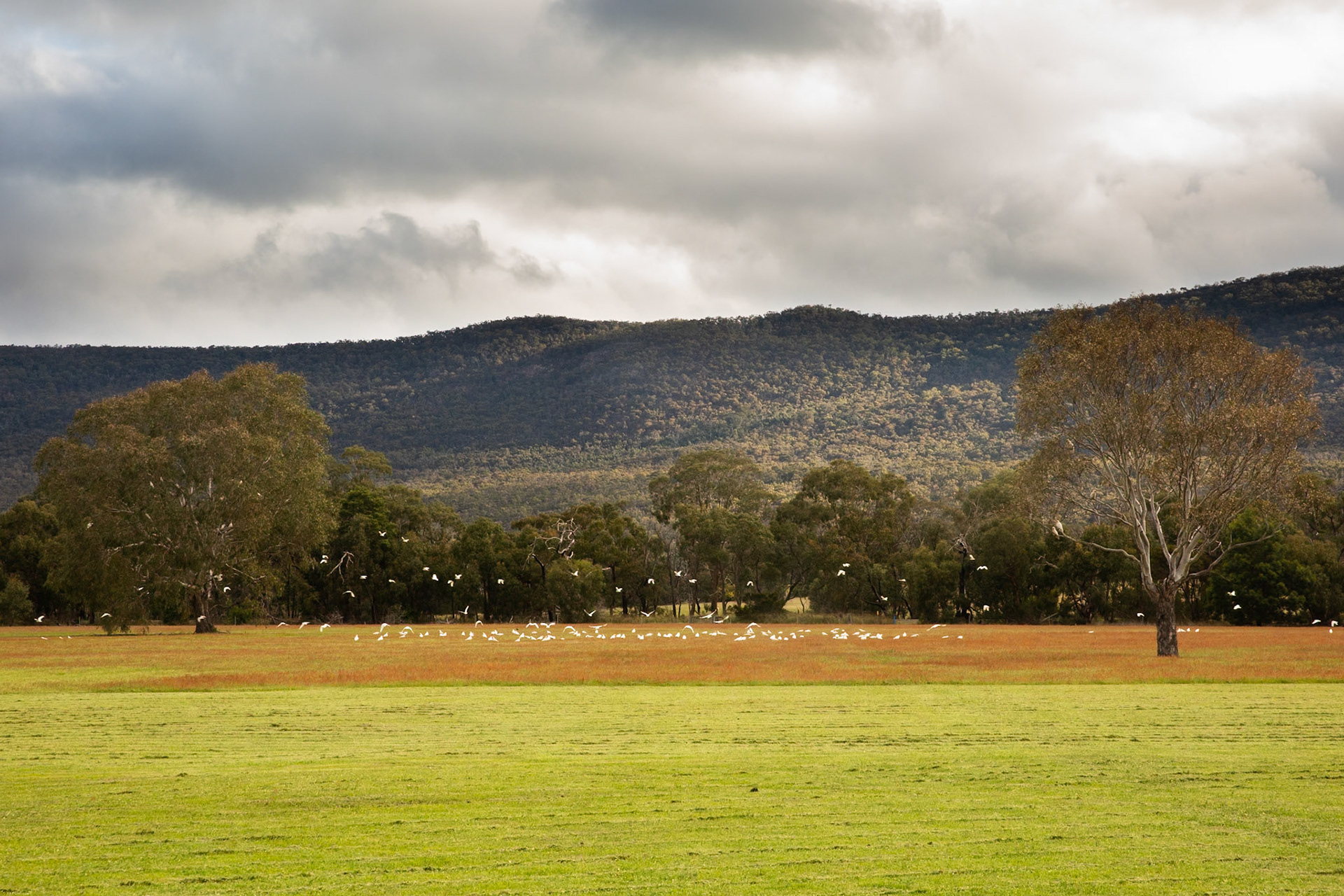 Long-billed Correlas, Eagle WIngs Rise, Hall's Gap, the Grampians