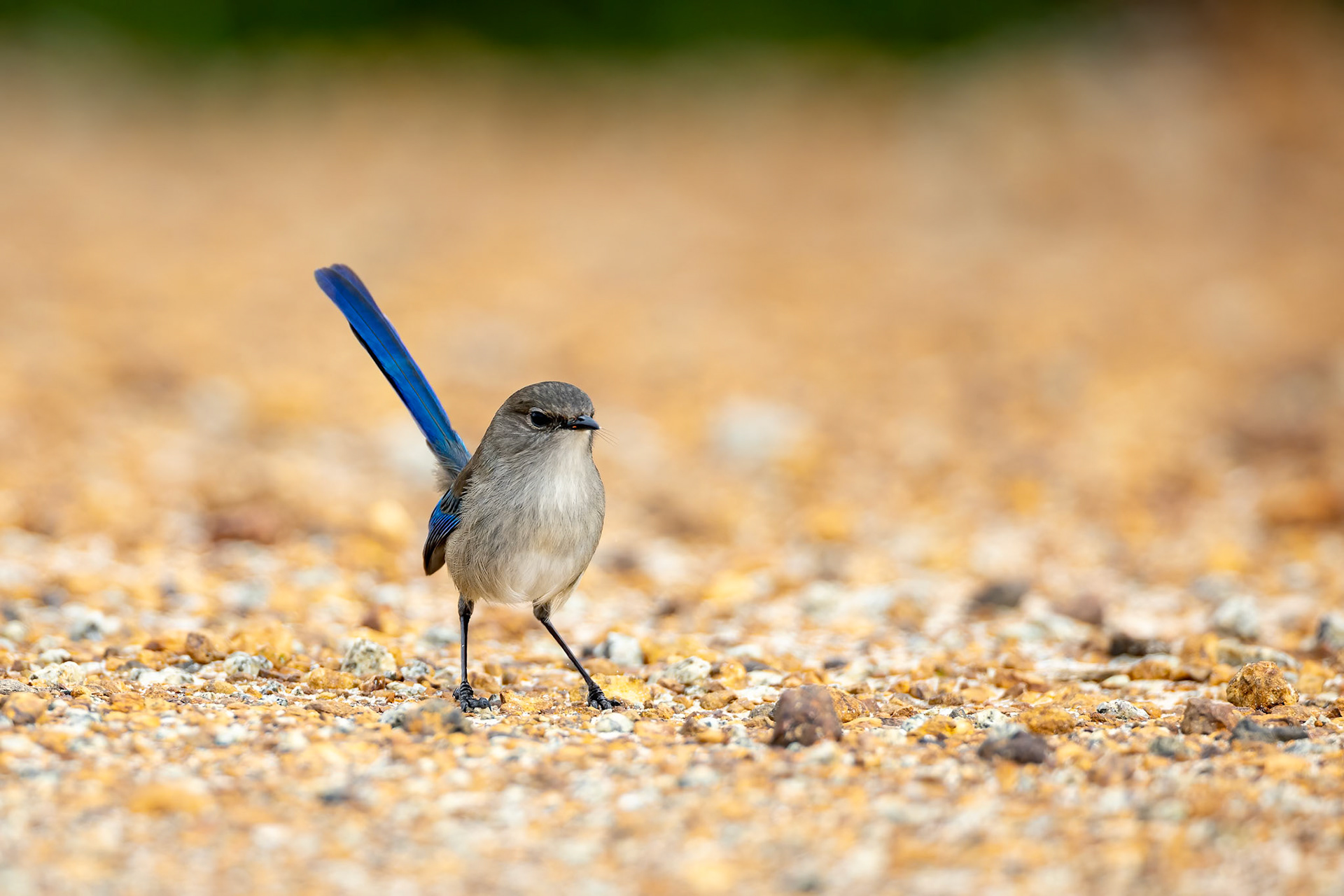 Splendid fairywren, Cheynes Beach, West Australia