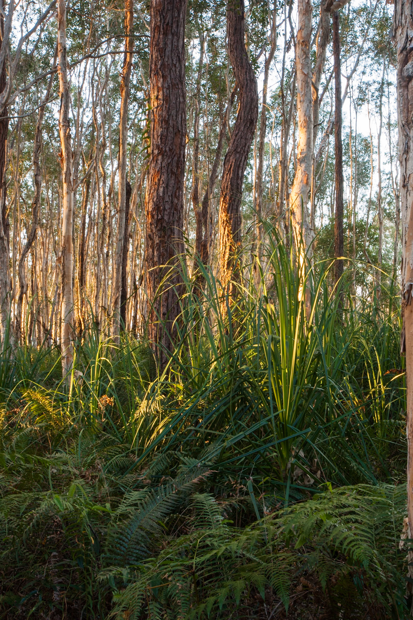 Trees at sunset, Kingfisher Bay Resort, Fraser Island, Queensland
