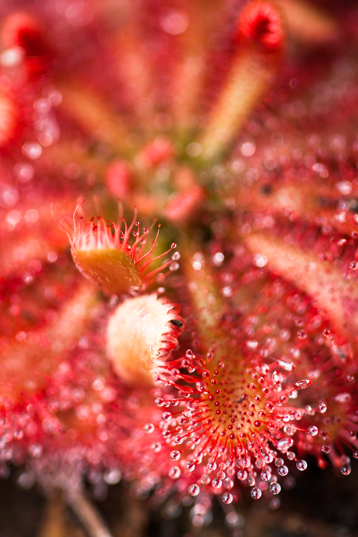 Carnivorous plant, Fraser Island, Queensland