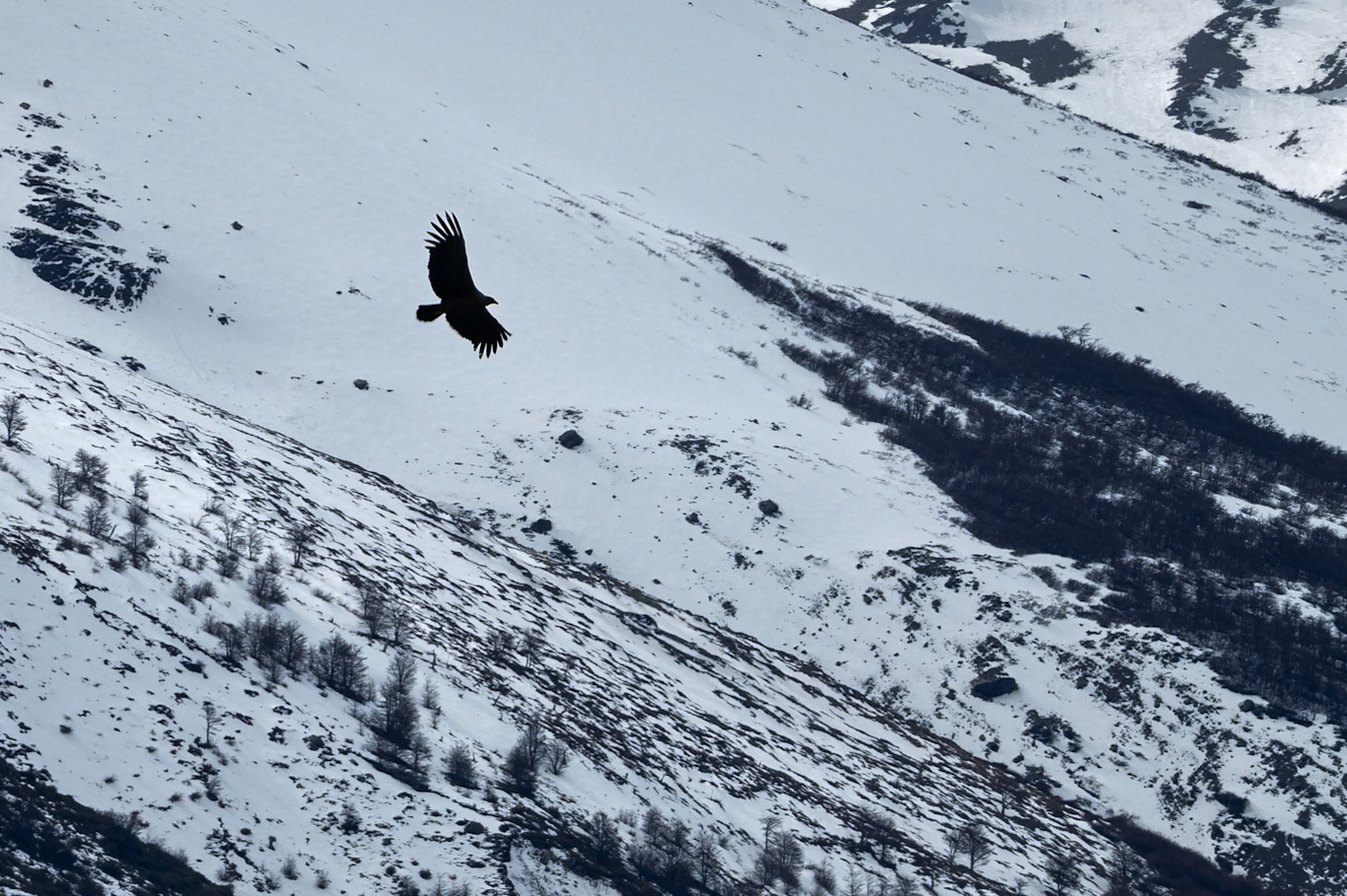 Andean condor, Torres del Paine, Patagonia, Chilé