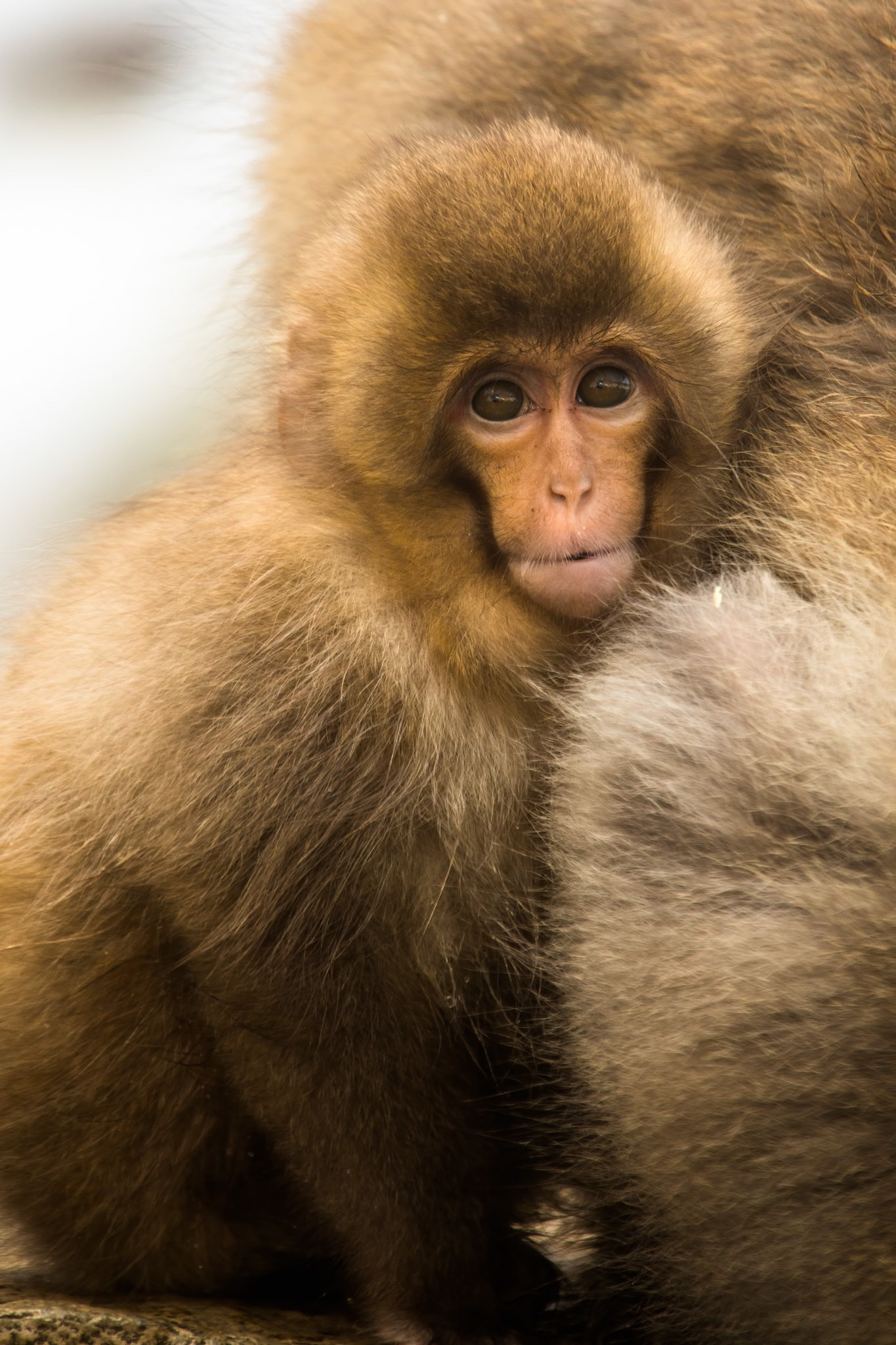 Jigokudani Yaen-Koen, Snow Monkeys, Yudanaka, Japan