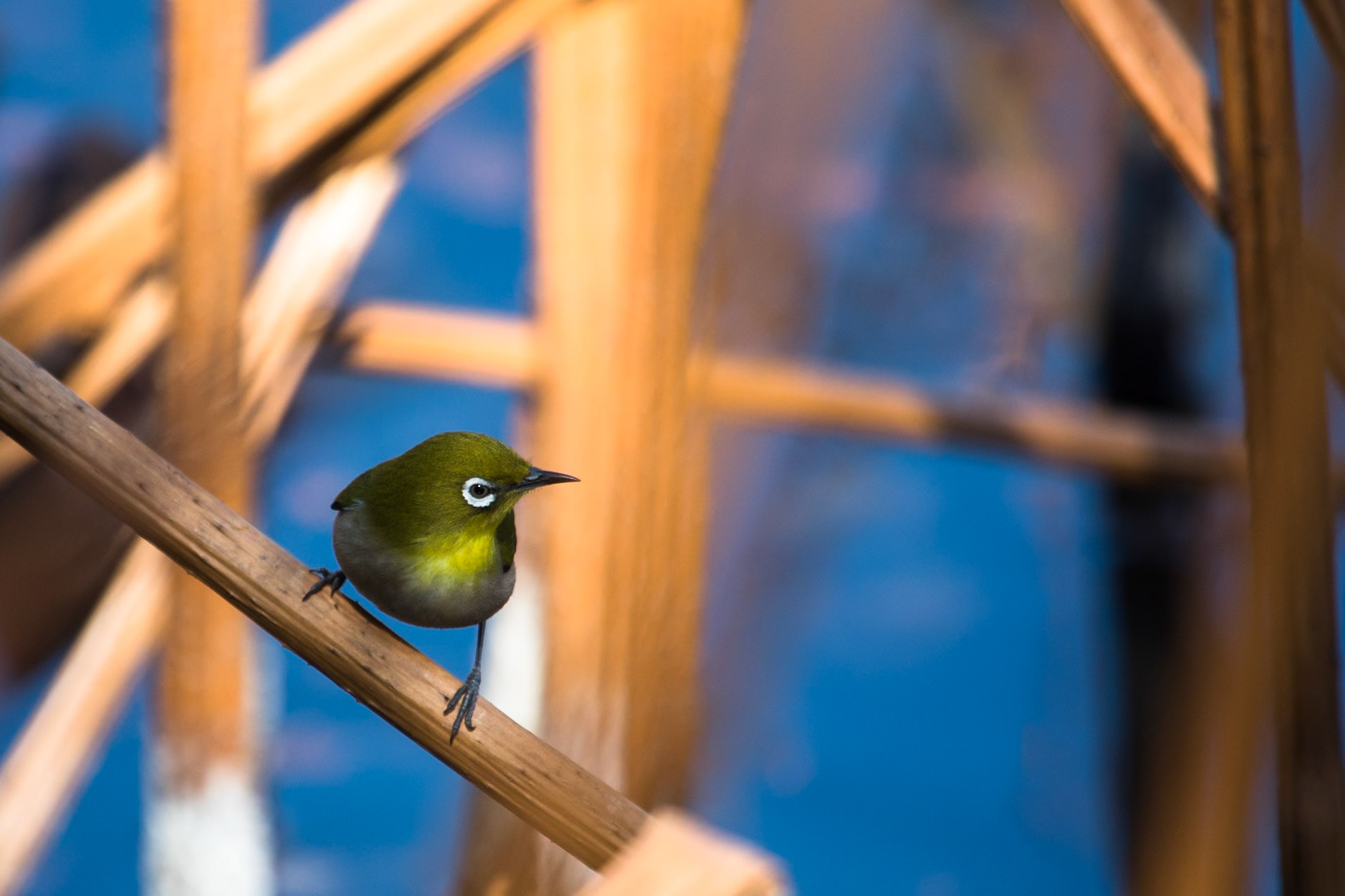 Japanese white-eye, Tokyo