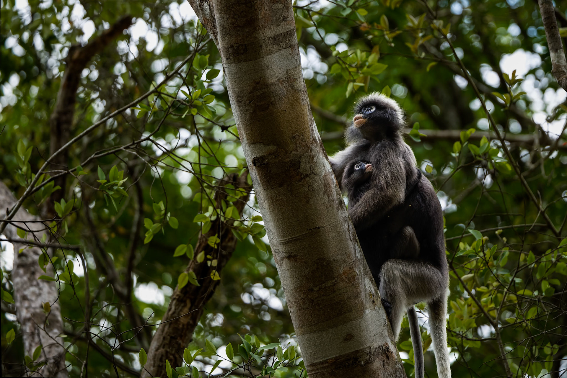 Dusky, Khaeng Krackan National Park, Thailand