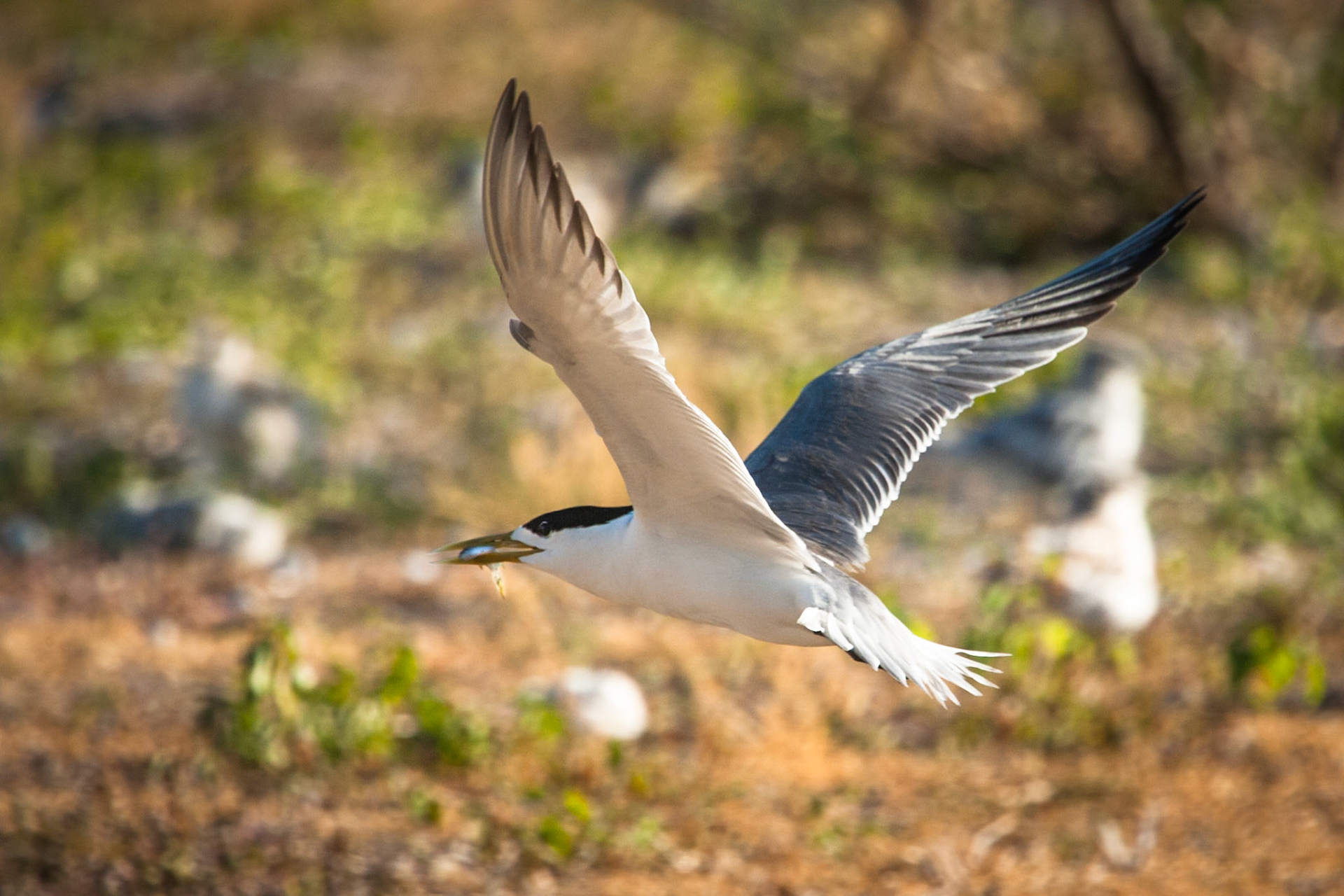 Crested tern feeding chick, Lady Elliot Island, Queensland, Australia