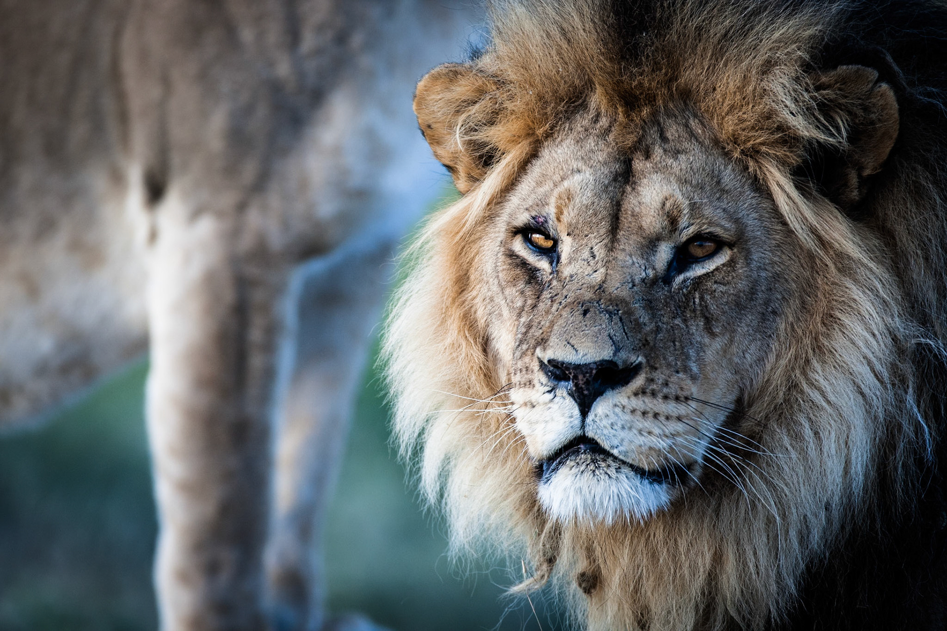 Mating lions, Kalahari Plains, Botswana