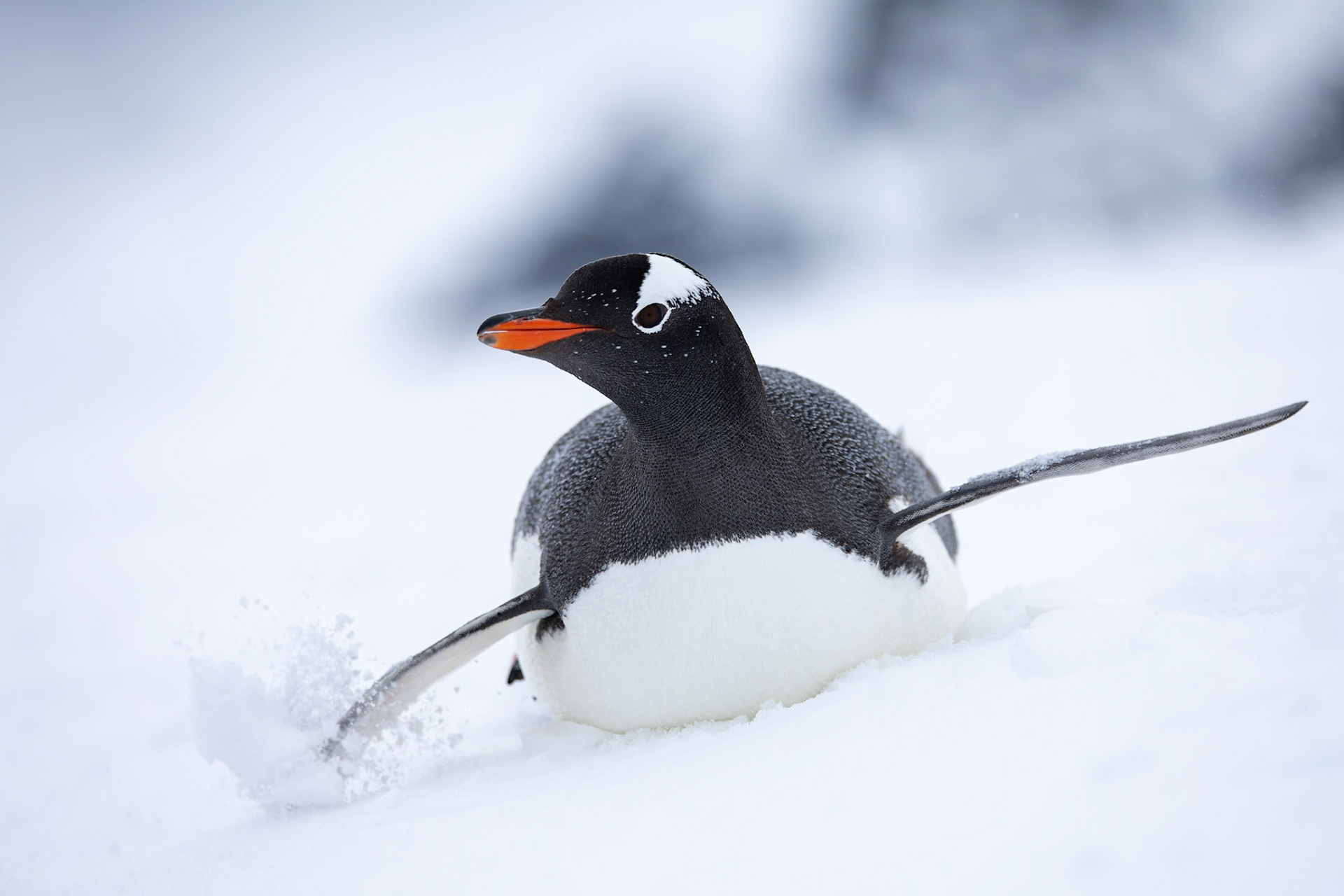Gentoo penguin, Cuverville, Antarctica