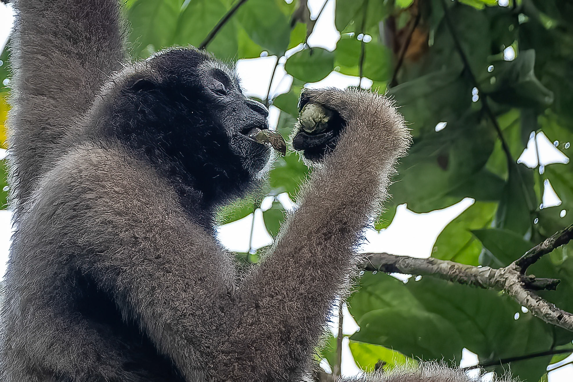 Bornean gibbon, Tabin, Borneo