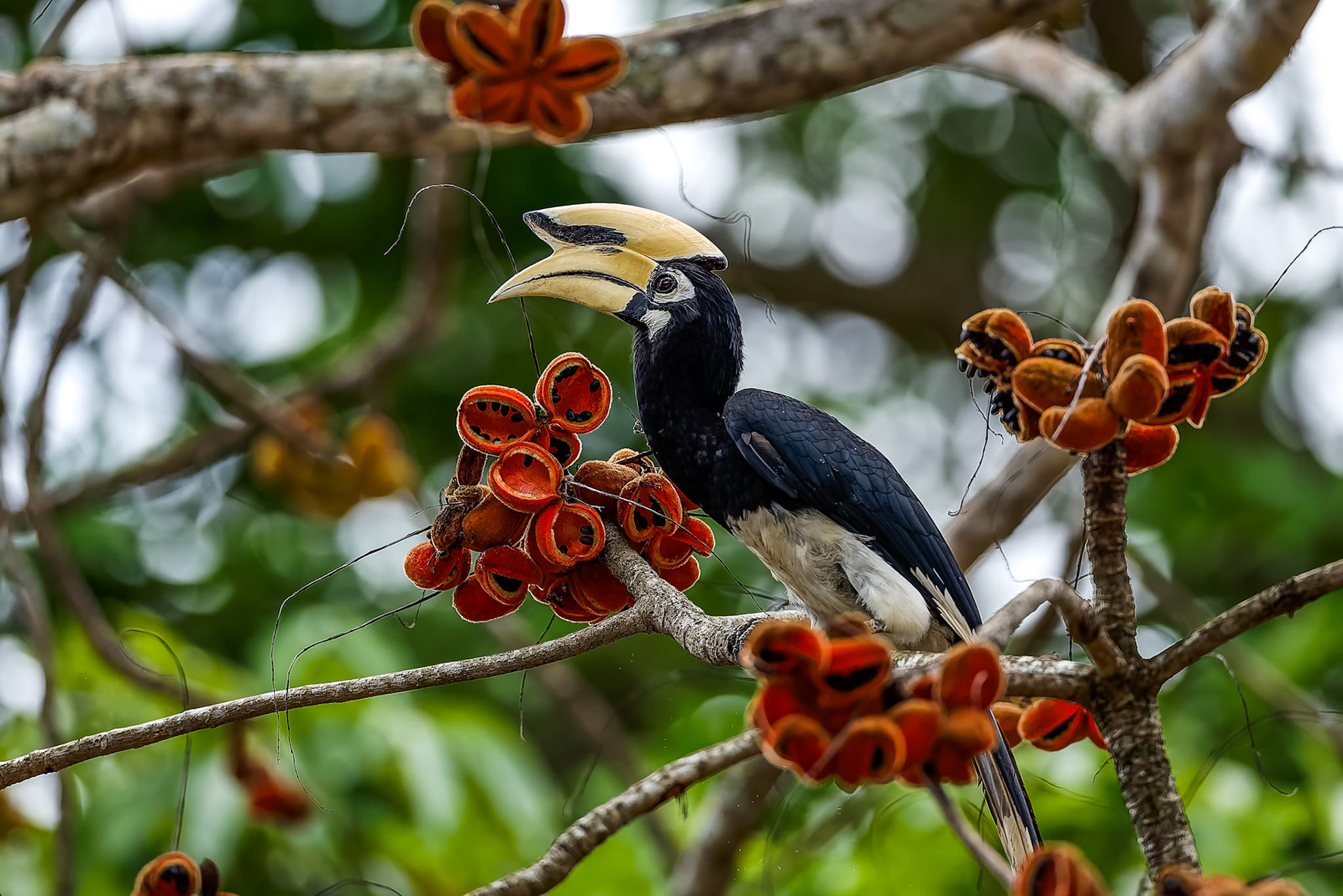 Oriental pied-hornbill, Khaeng Krackan National Park, Thailand