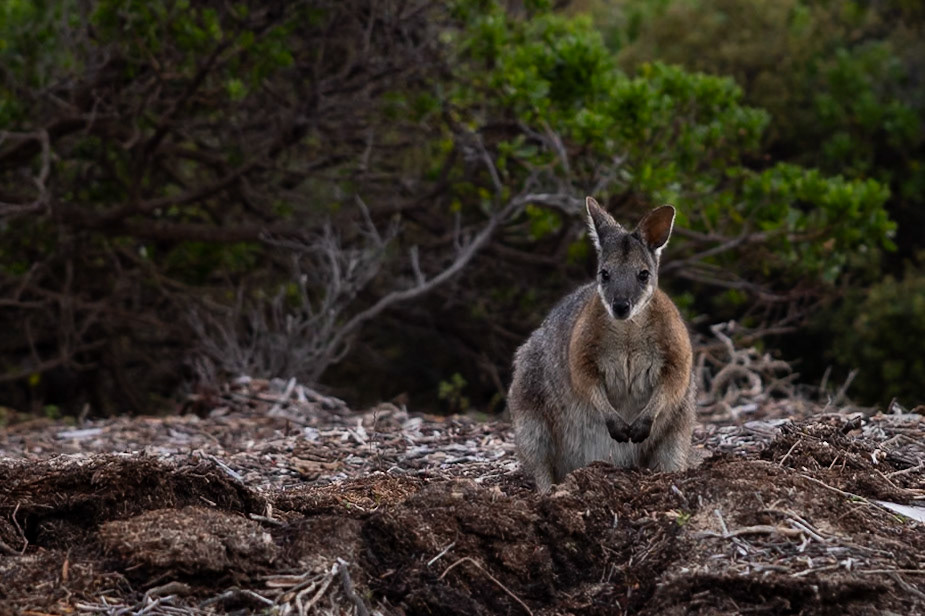 Kangaroo Island, South Australia