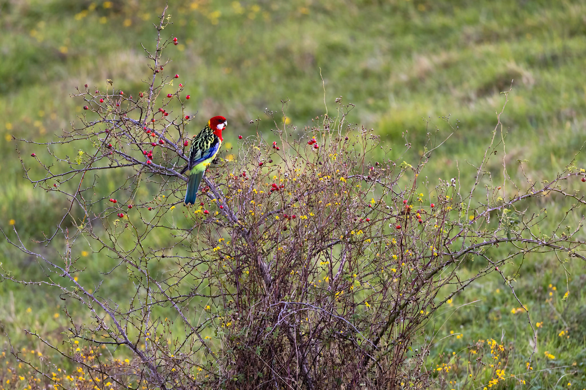 Eastern rosella, Turon Gates, New South Wales