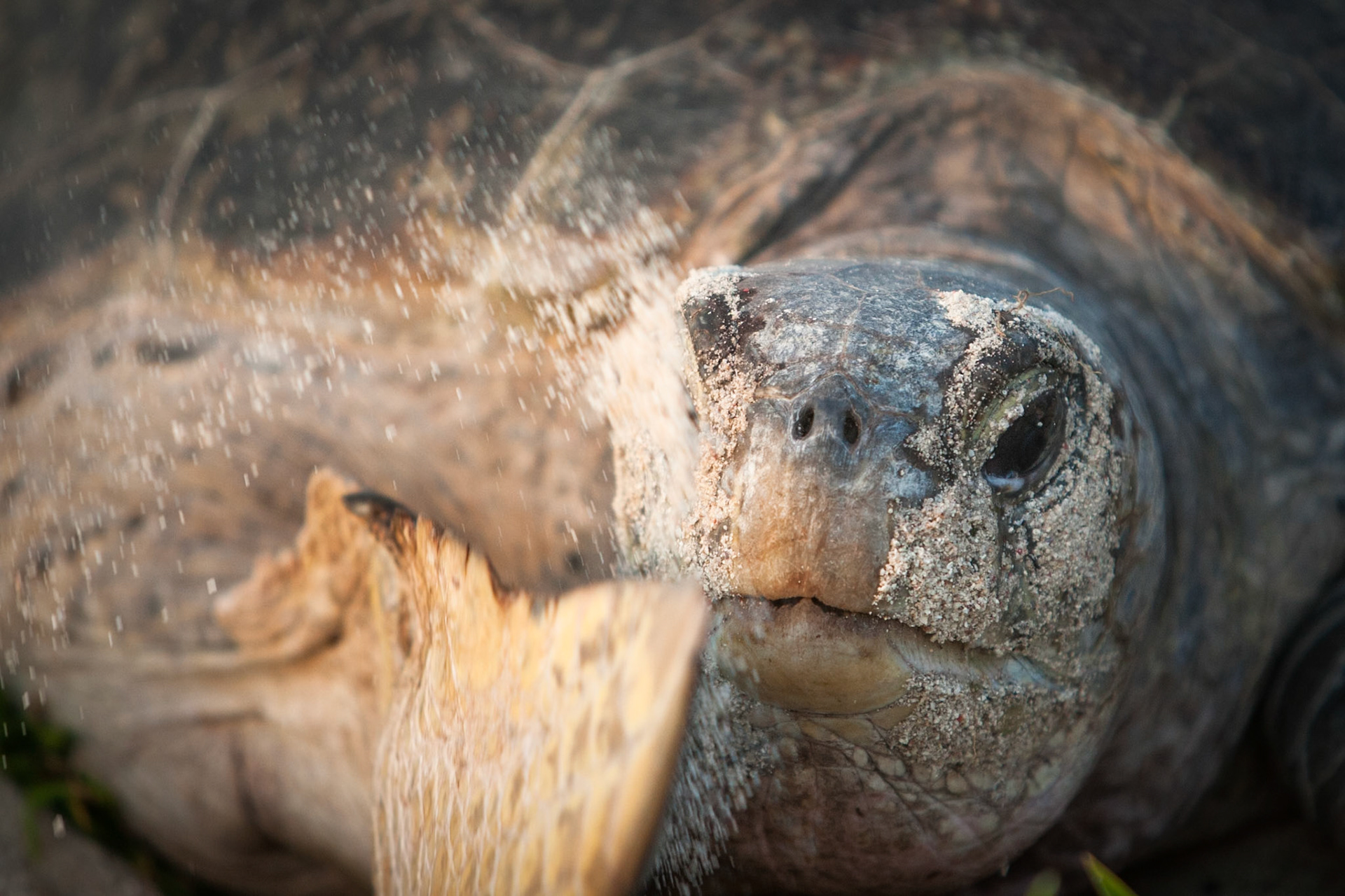 Turtle, Lady Elliot Island, Queensland, Australia