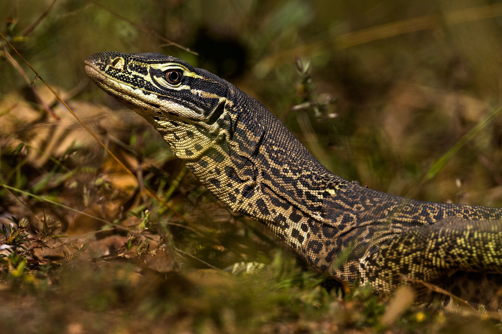 Yellow-spotted monitor, Musgrave, Cape York Penninsula, Queensland