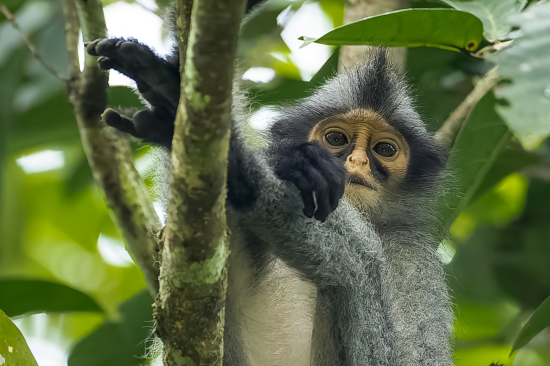 Sabah langur, Tabin, Borneo