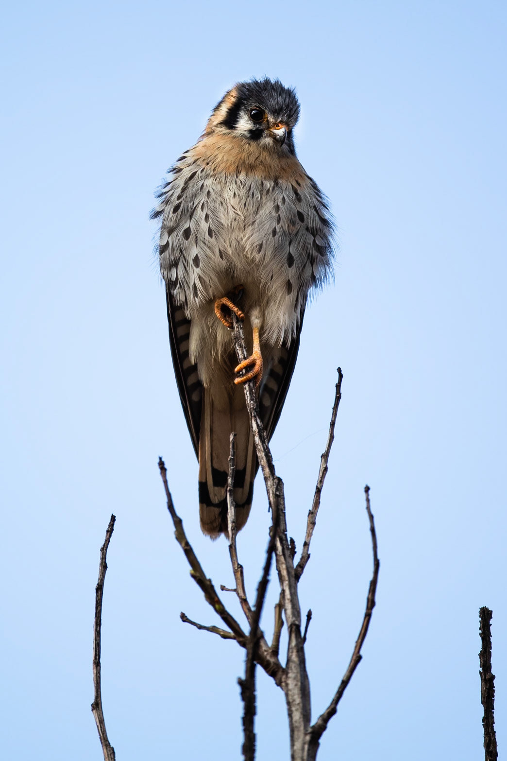 American kestrel, Humedales de Huasao, Cusco, Peru