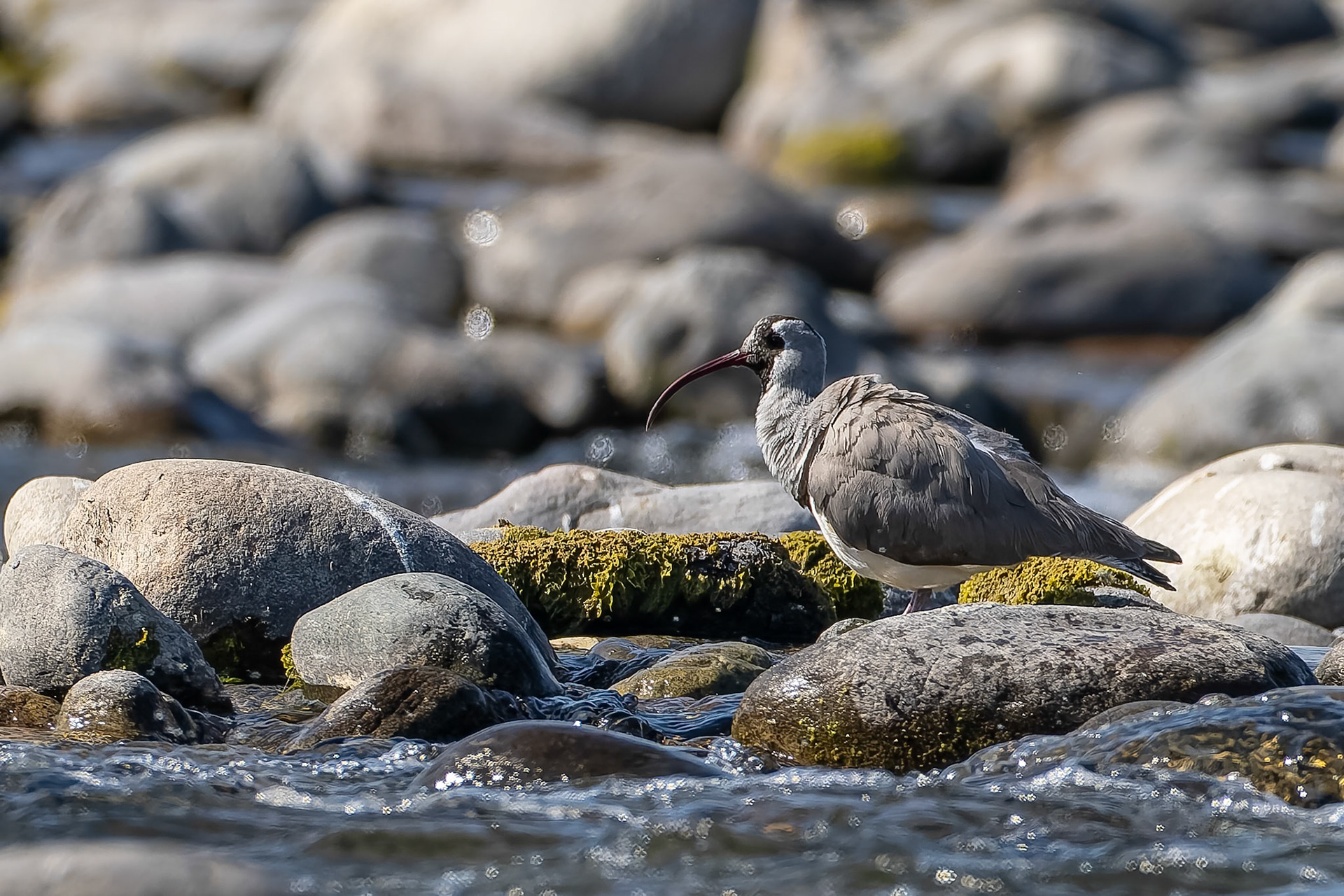 Ibisbill, Garhh Mukteshwar, India