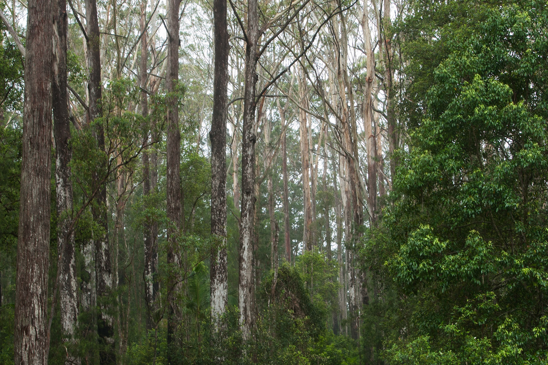 Forest, Minyon falls, Lismore