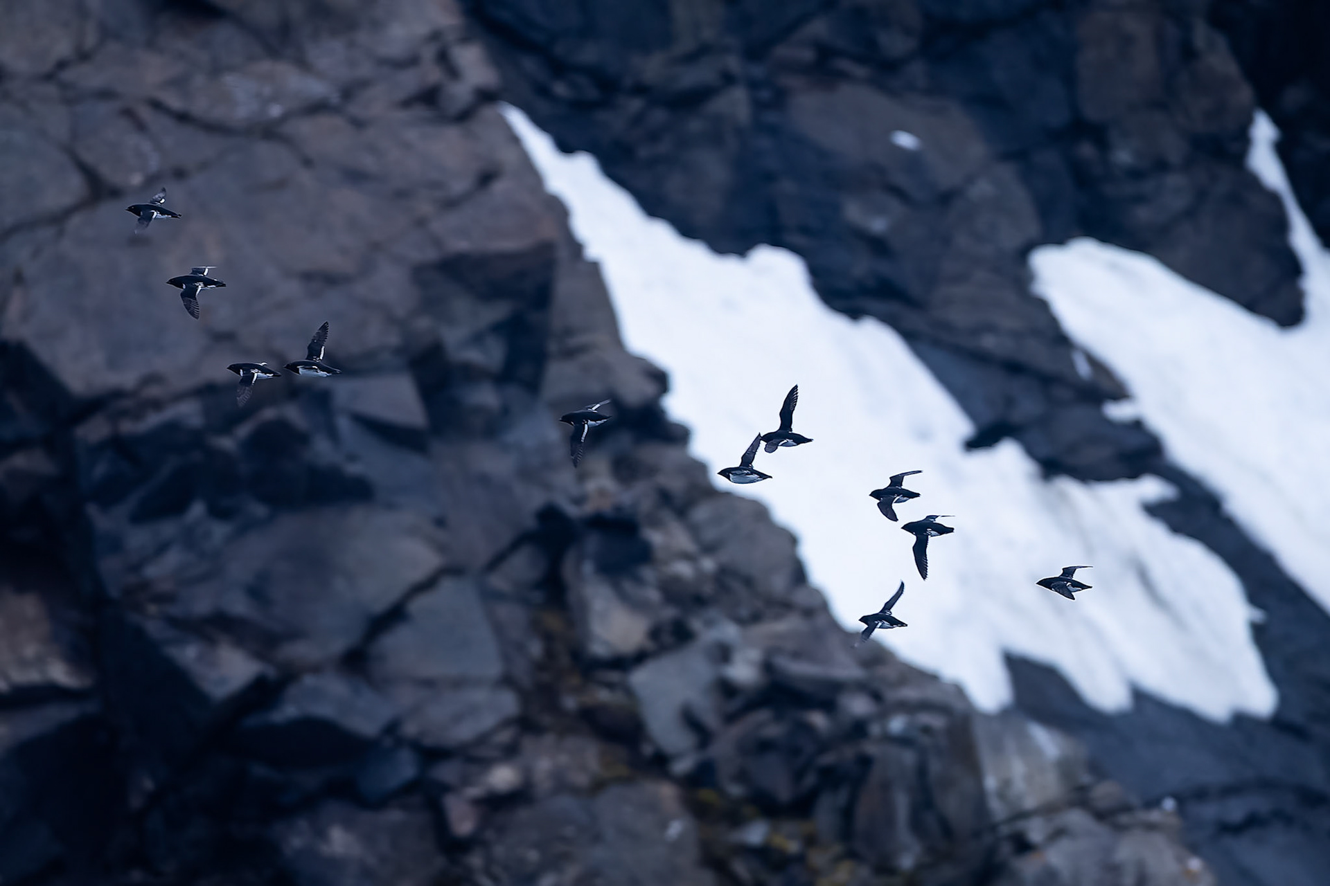 Little auk, Osteroyare, Svalbard, Norway