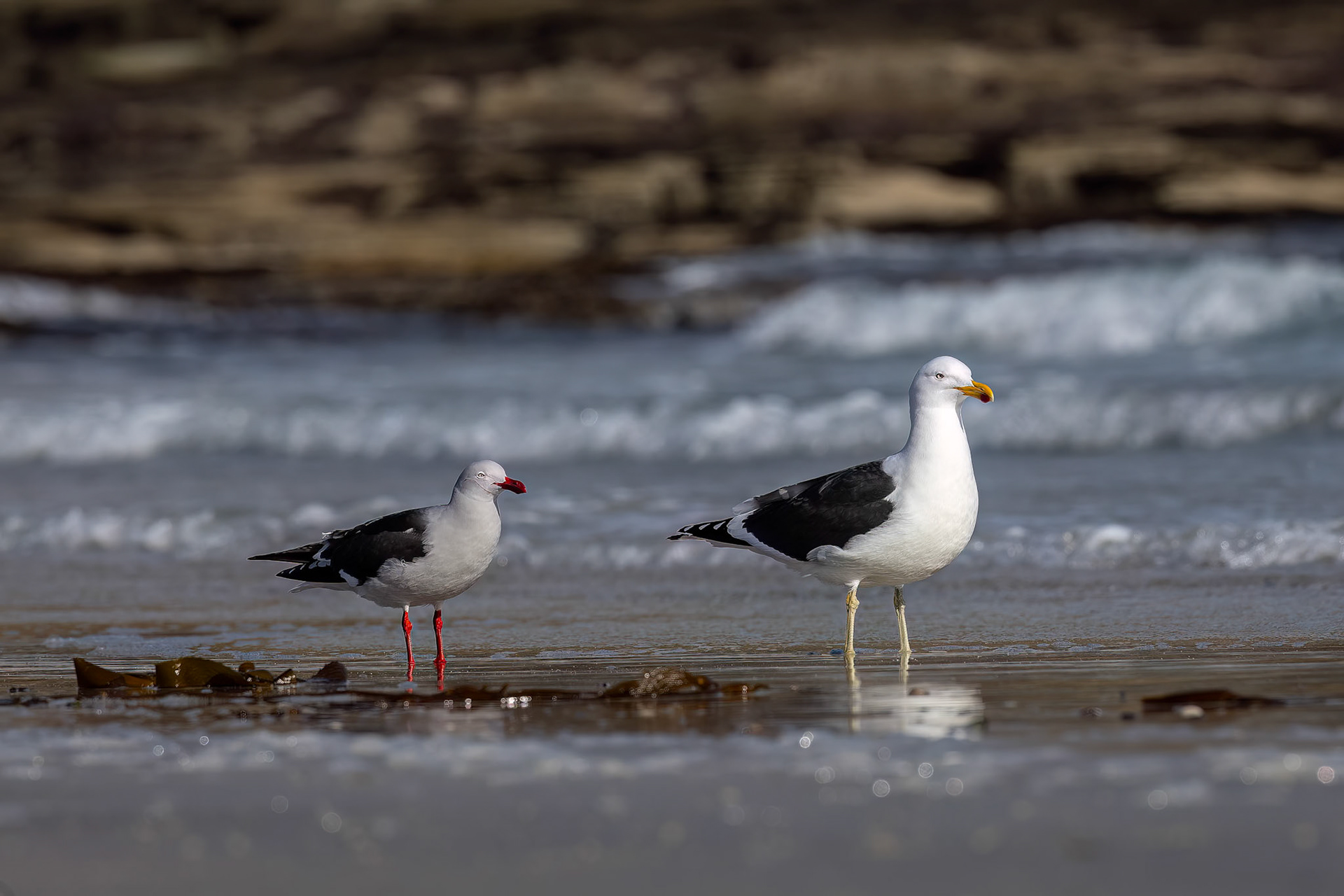 Dolphin and kelp gull, The Neck, Saunders Island, Falkland Islands