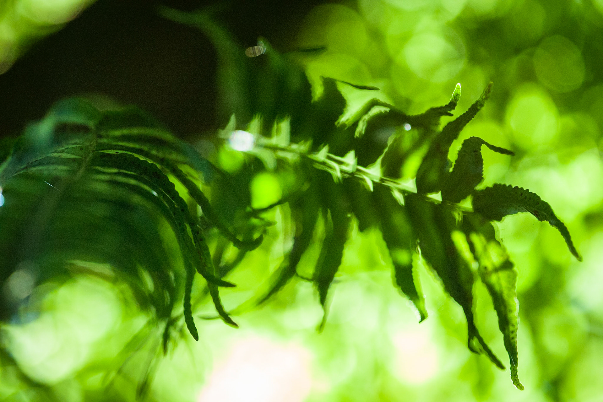 Lamington National Park, Queensland