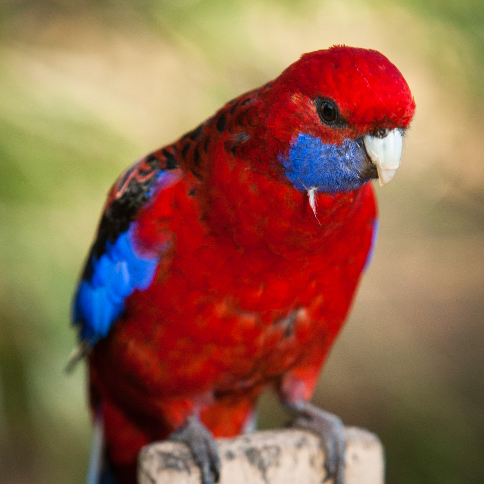 Lamington National Park, Queensland