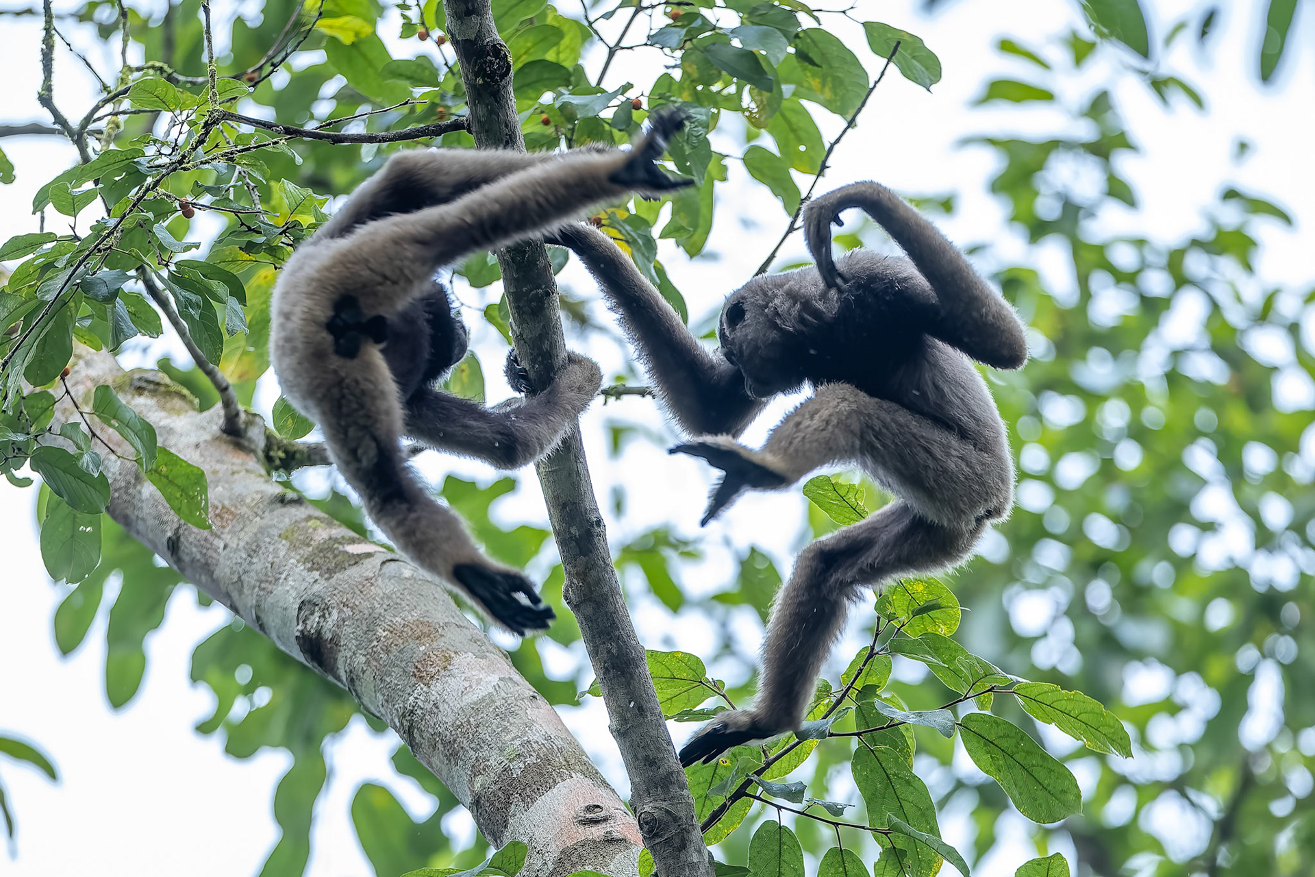 Bornean gibbon, Tabin, Borneo