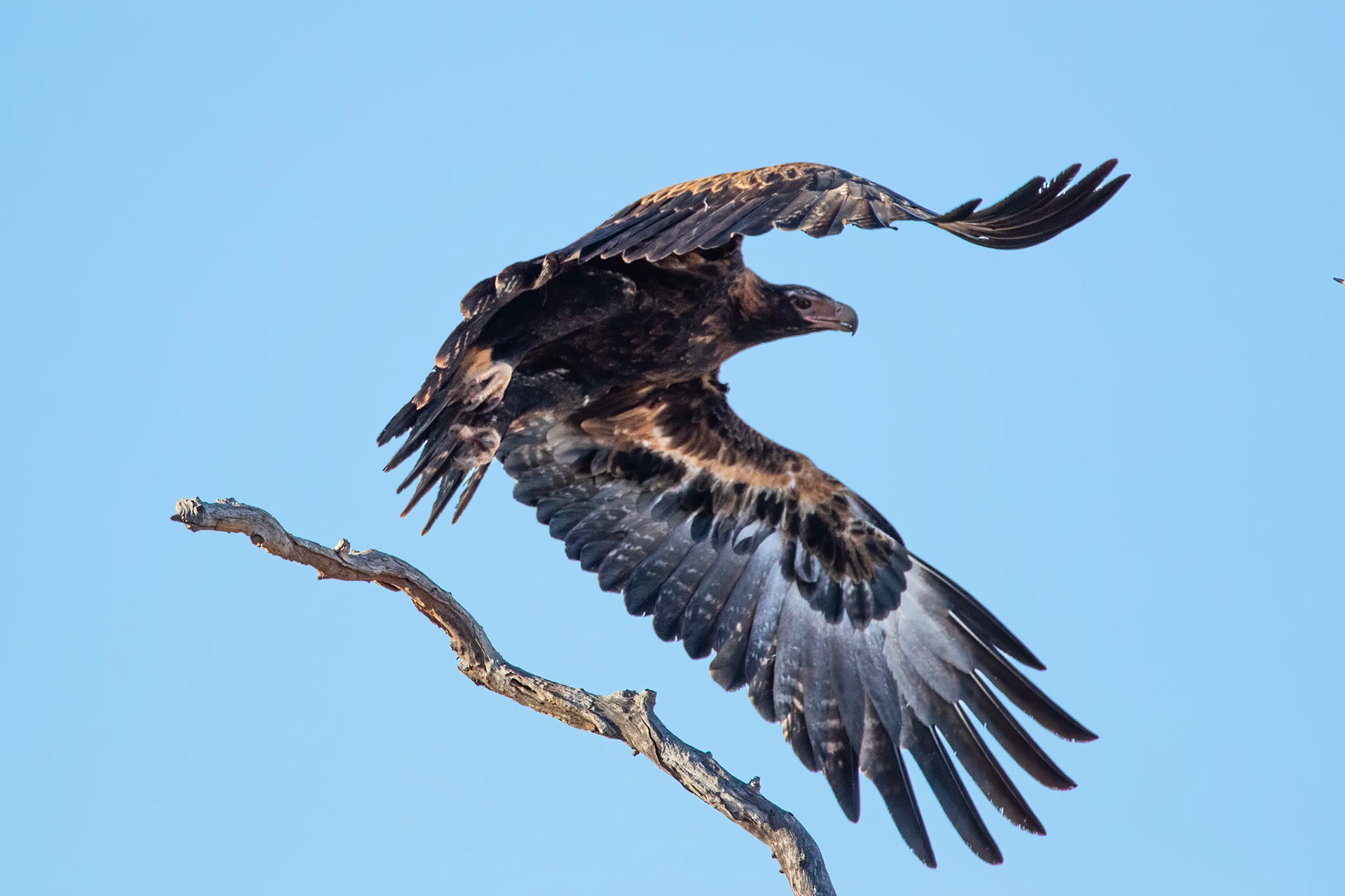 Wedge-tailed eagle, Mount Isa, Queensland, Australia