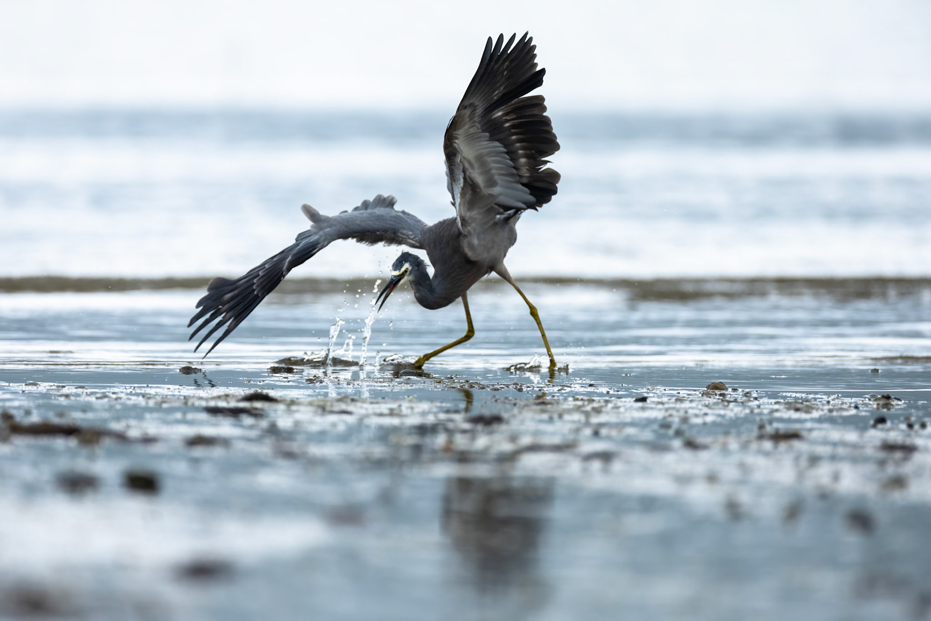 White-faced heron, Cairns, Queensland