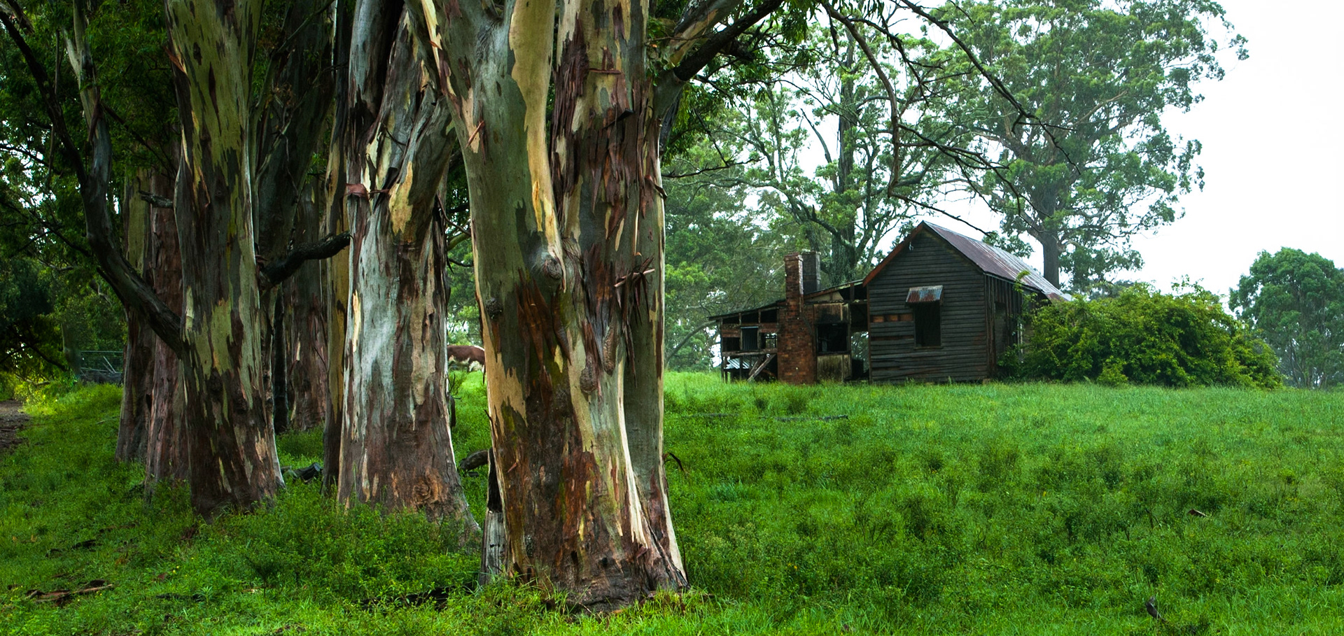Trees and shed in the rain, near Barrington Tops National Park, New South Wales