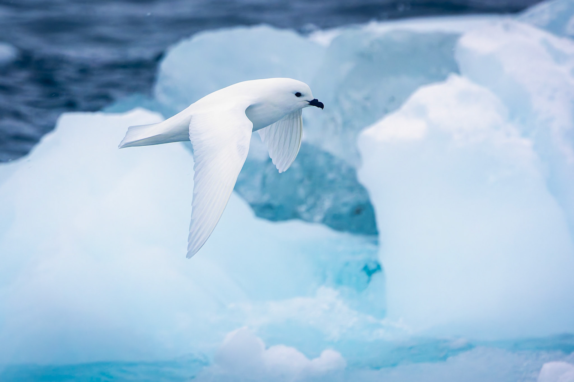 Snowy petrel, Danko Island, Antarctica