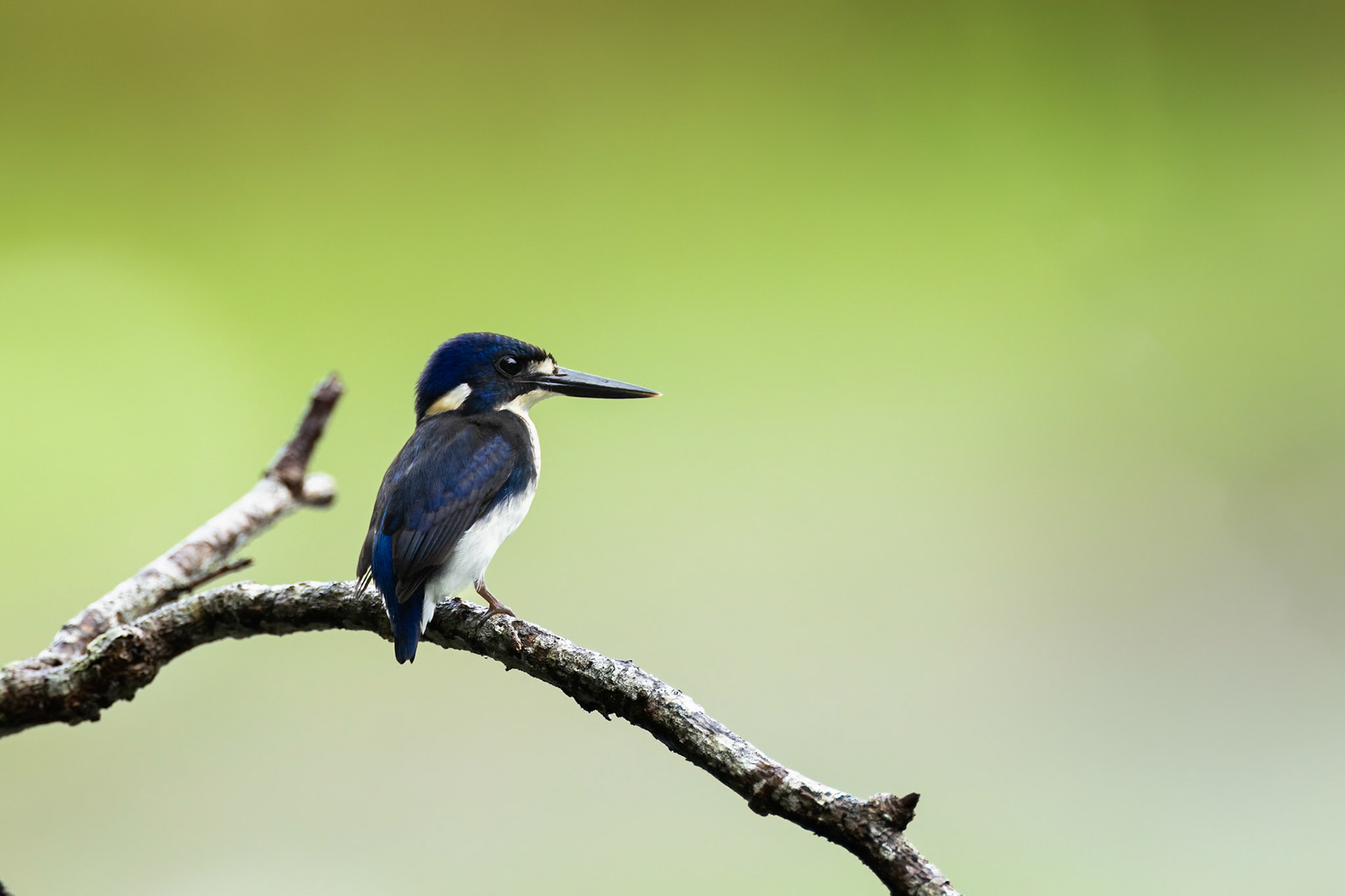 Little kingfisher, Cairns, Queensland