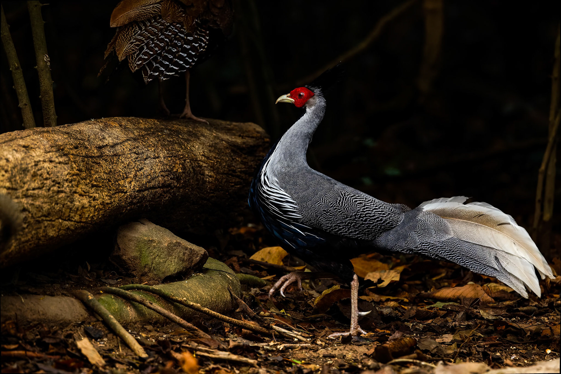Kalij pheasant, Khaeng Krackan National Park, Thailand
