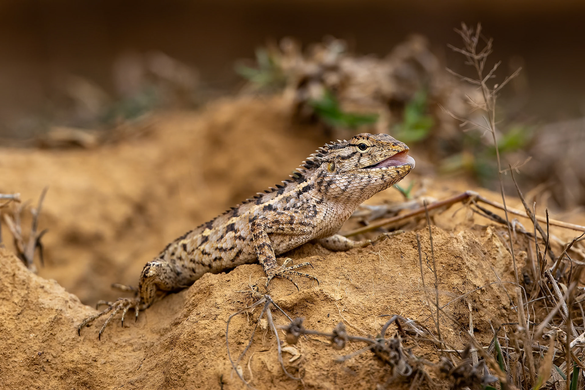Changeable lizard, Khana, India