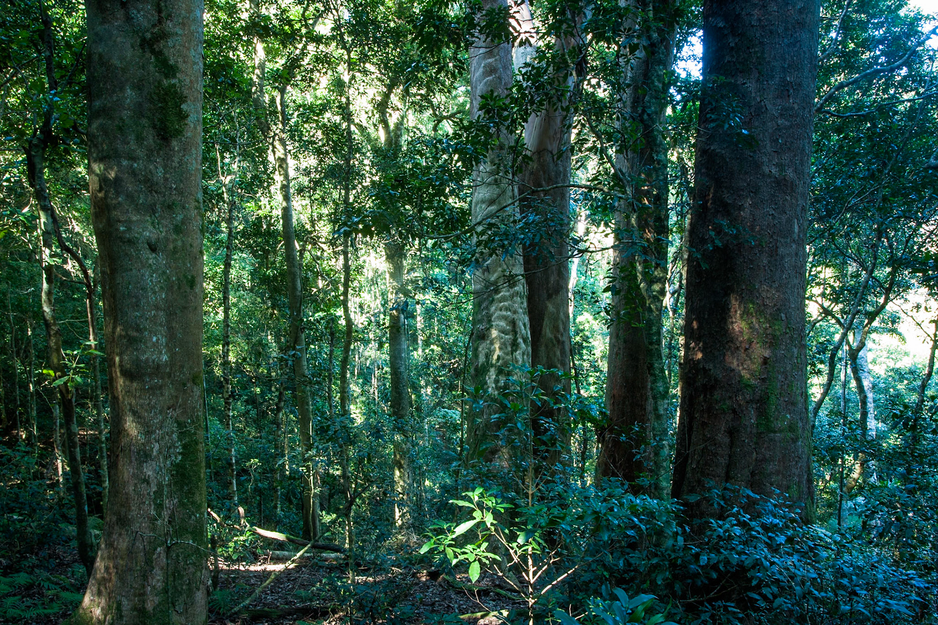 Lamington National Park, Queensland