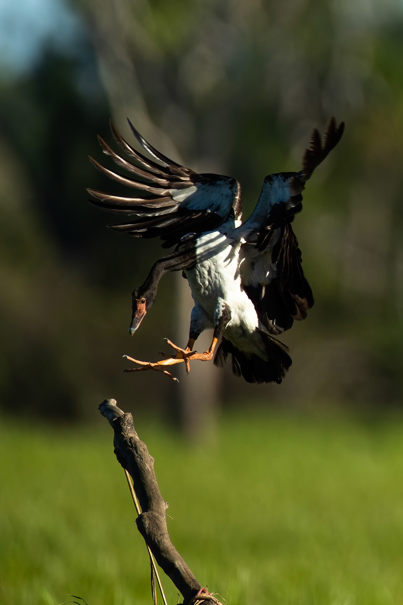 Magpie goose, Yellow waters billabong, Kakadu, Northern Territory, Australia