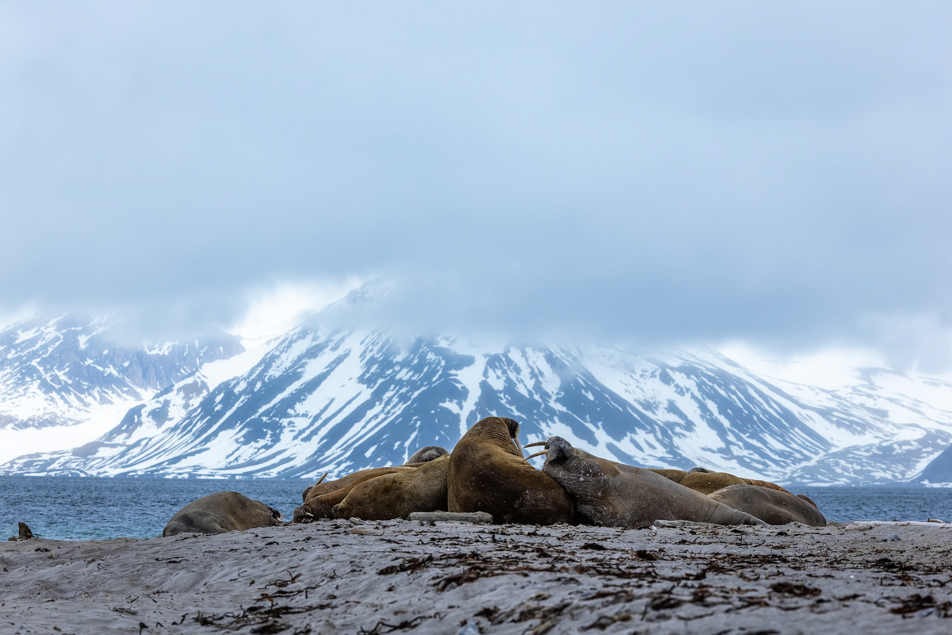Walrus, Smeerenburgenfjord, Svalbard, Norway