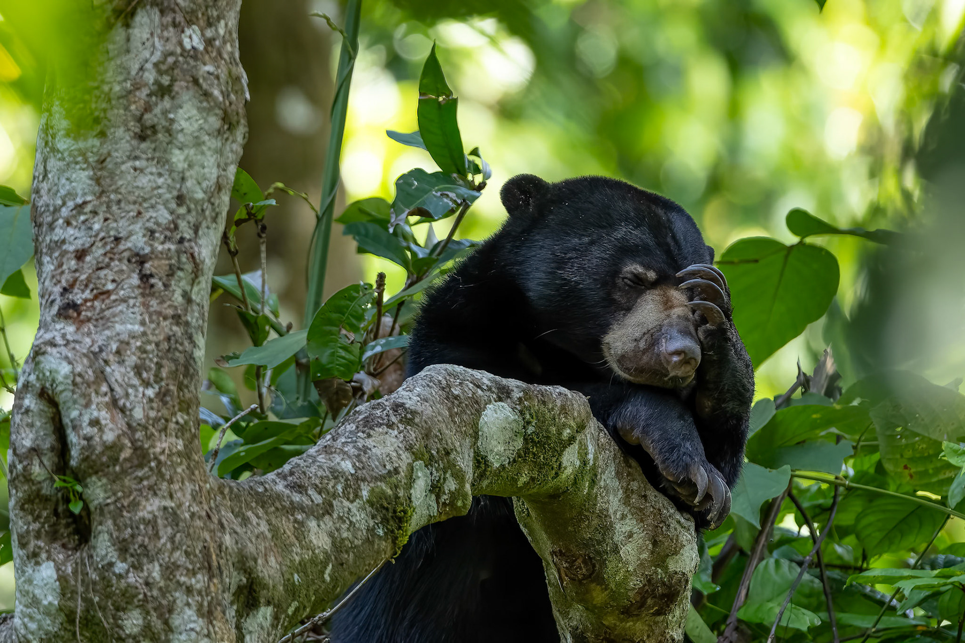 Bornean sun bear, Sepilok, Borneo
