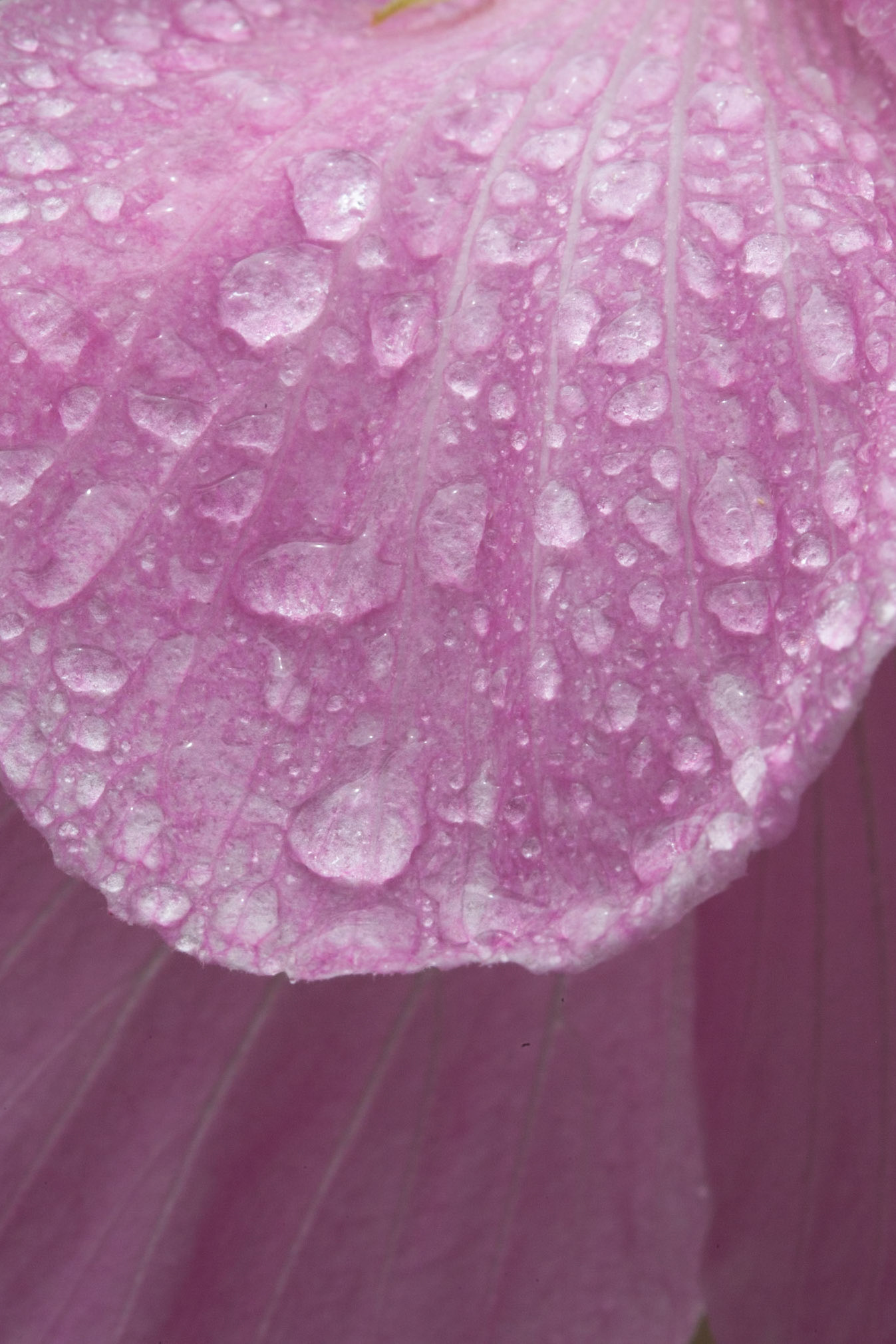 Raindrops on wild Hibiscus flowers, Litchfield