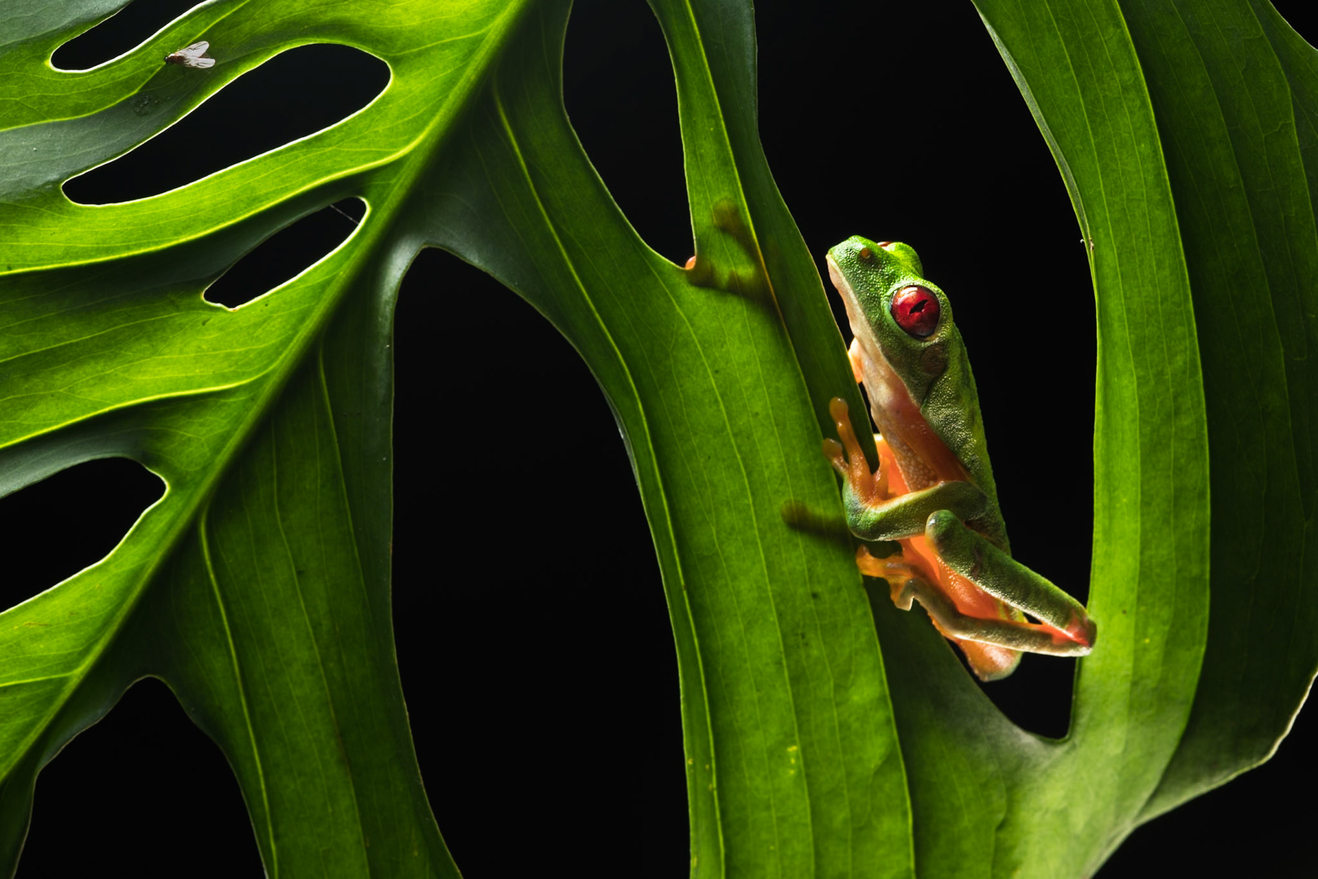 Red-eyed tree frog, Villa Lapas, Costa Rica