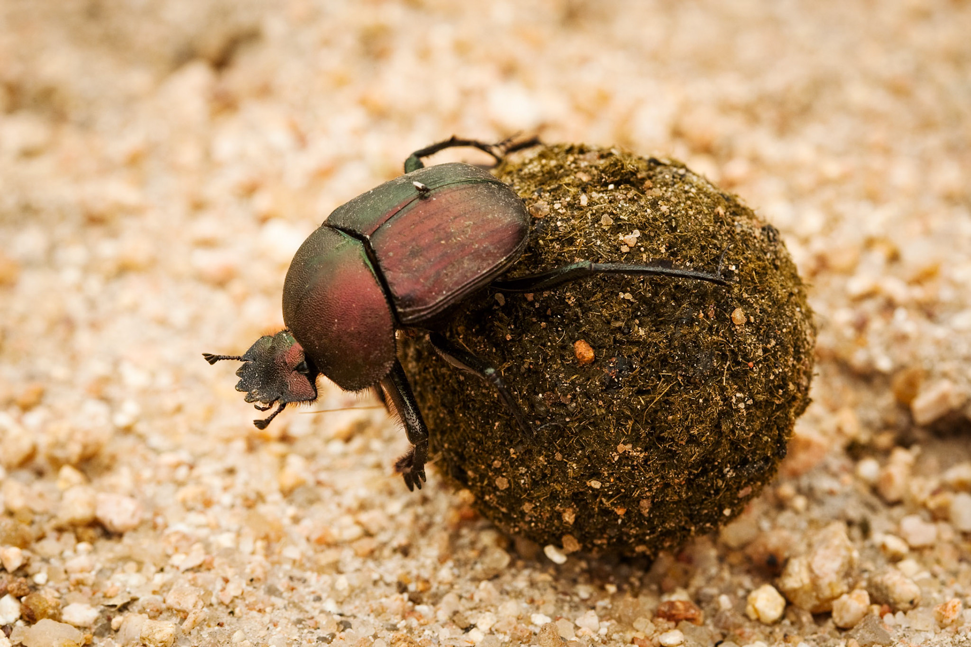 Dung beetle, Exeter, Sabi Sands