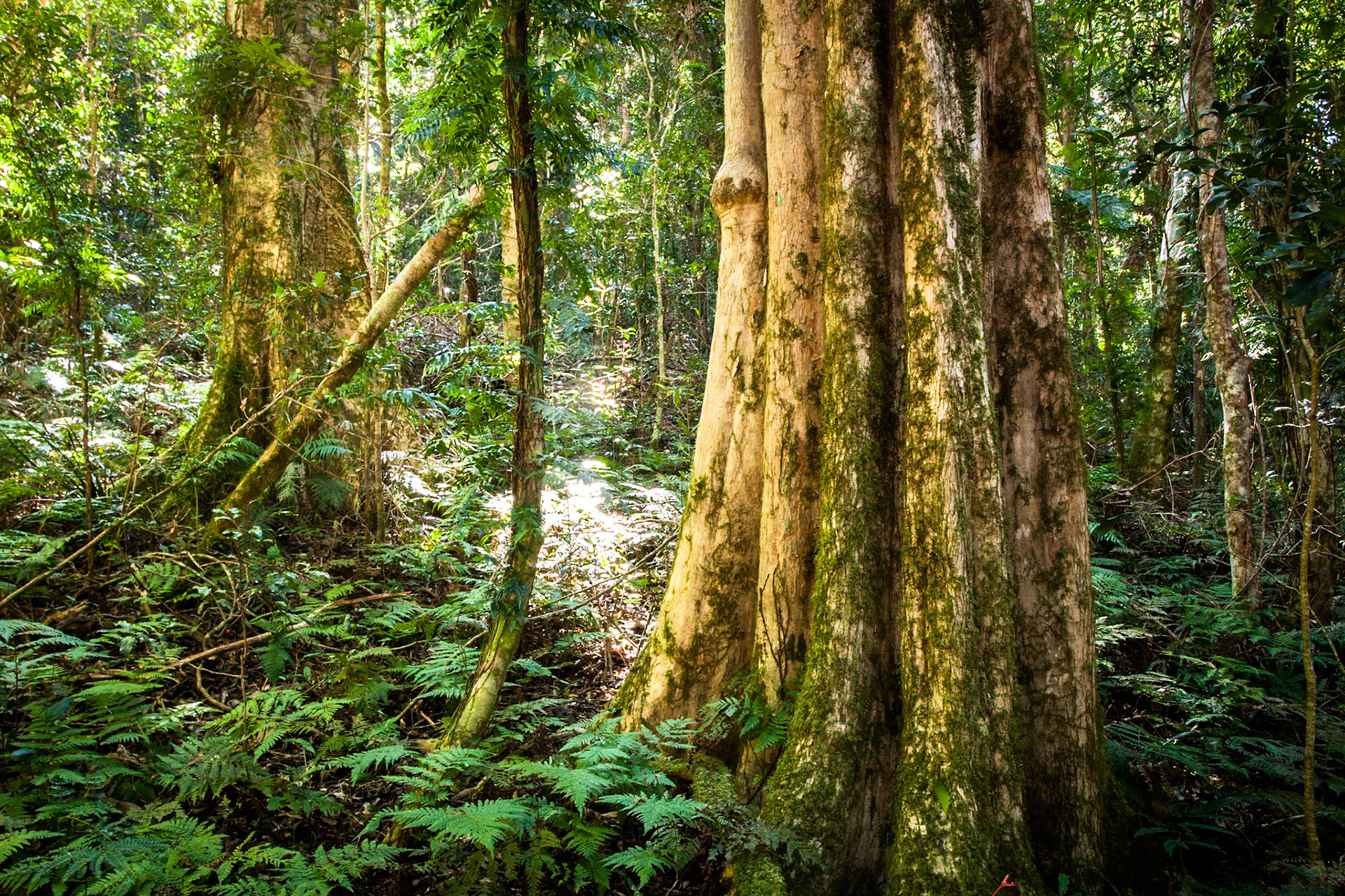 Lamington National Park, Queensland