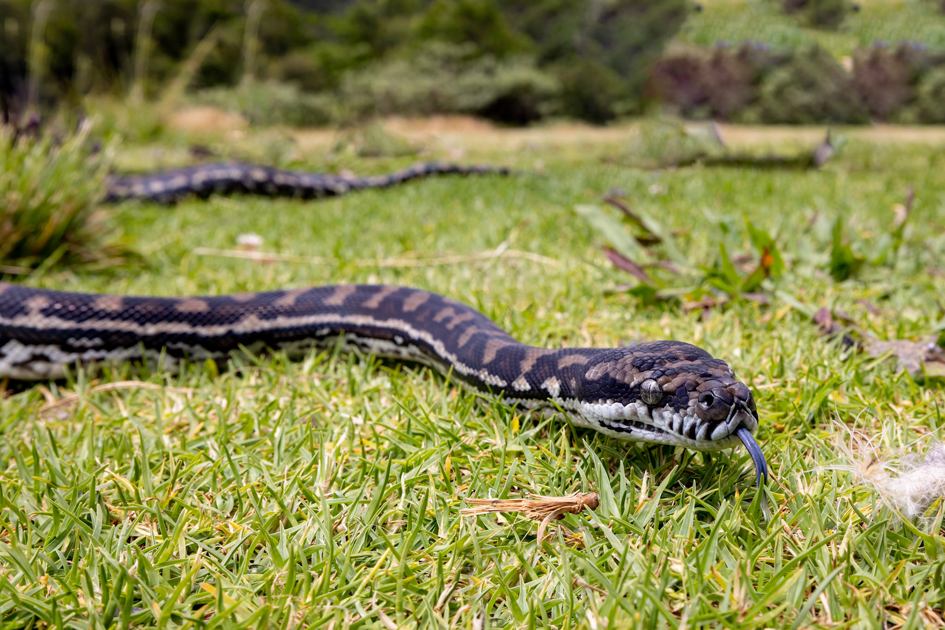 Carpet python, O'Reilly's Rainforest Retreat, Lamington National Park, Queensland, Australia