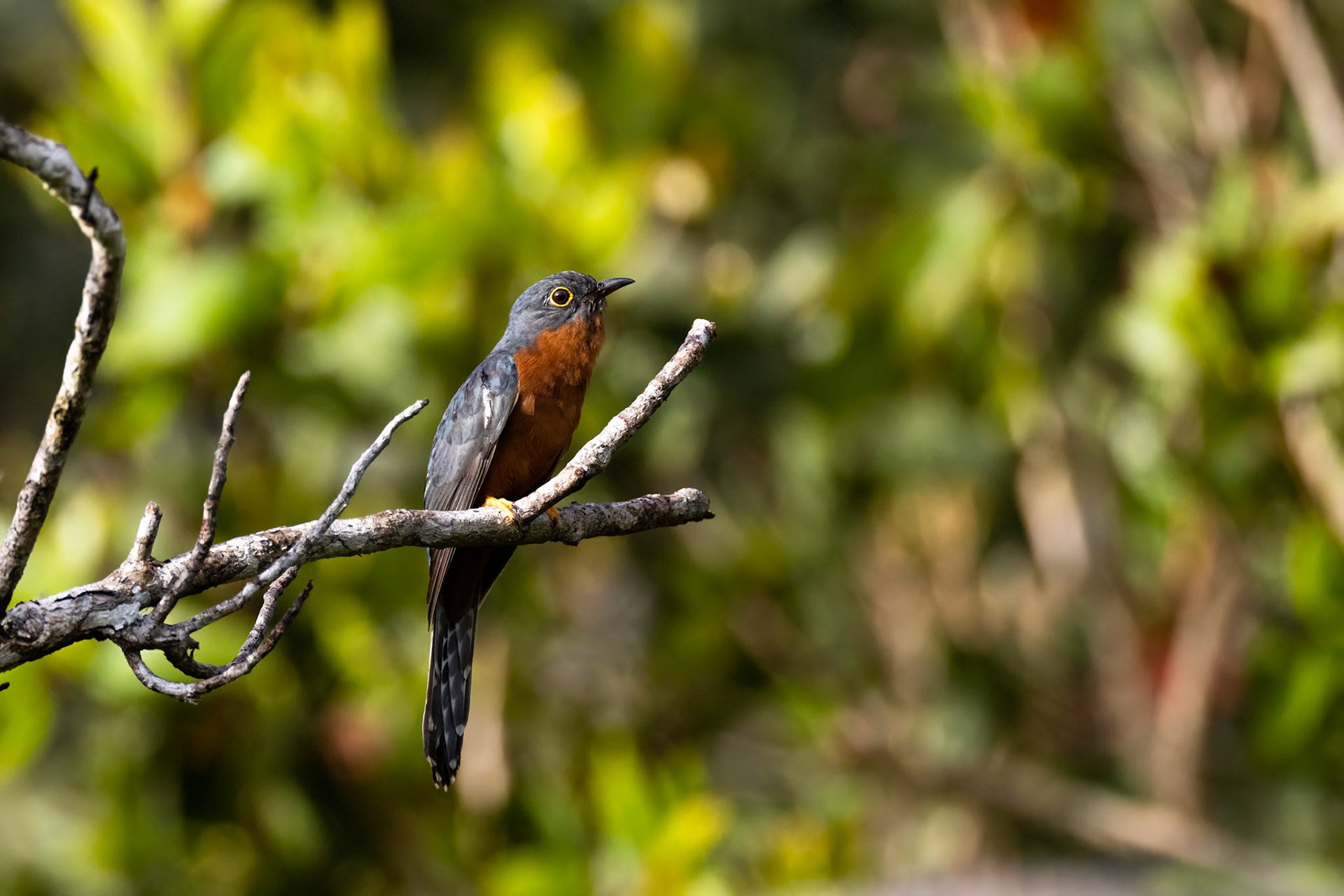 Chestnut-breasted cuckoo, Kutini-Payamu (Iron Range) National Park, Cape York Penninsula, Queensland