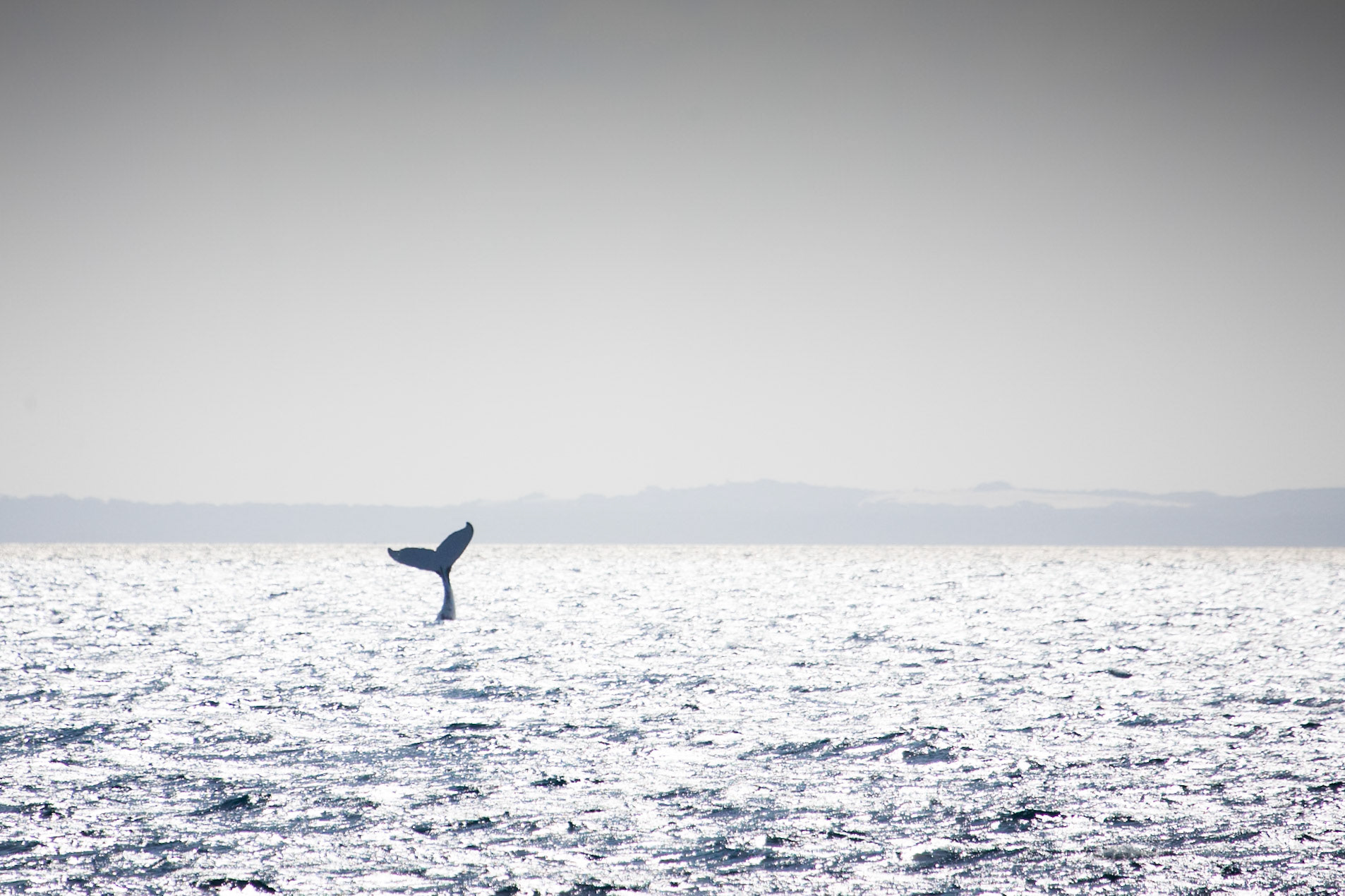 Humpback whale tail extension, Hervey Bay near Fraser Island, Queensland