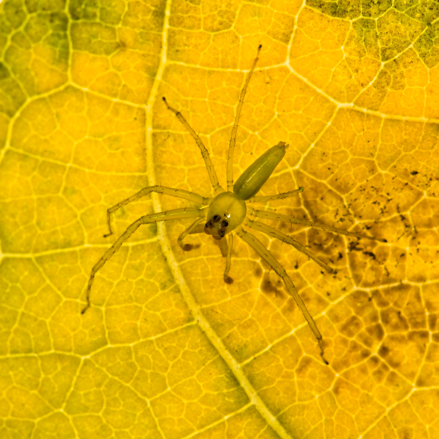Magnolia jumping spider, Villa Lapas, Costa Rica