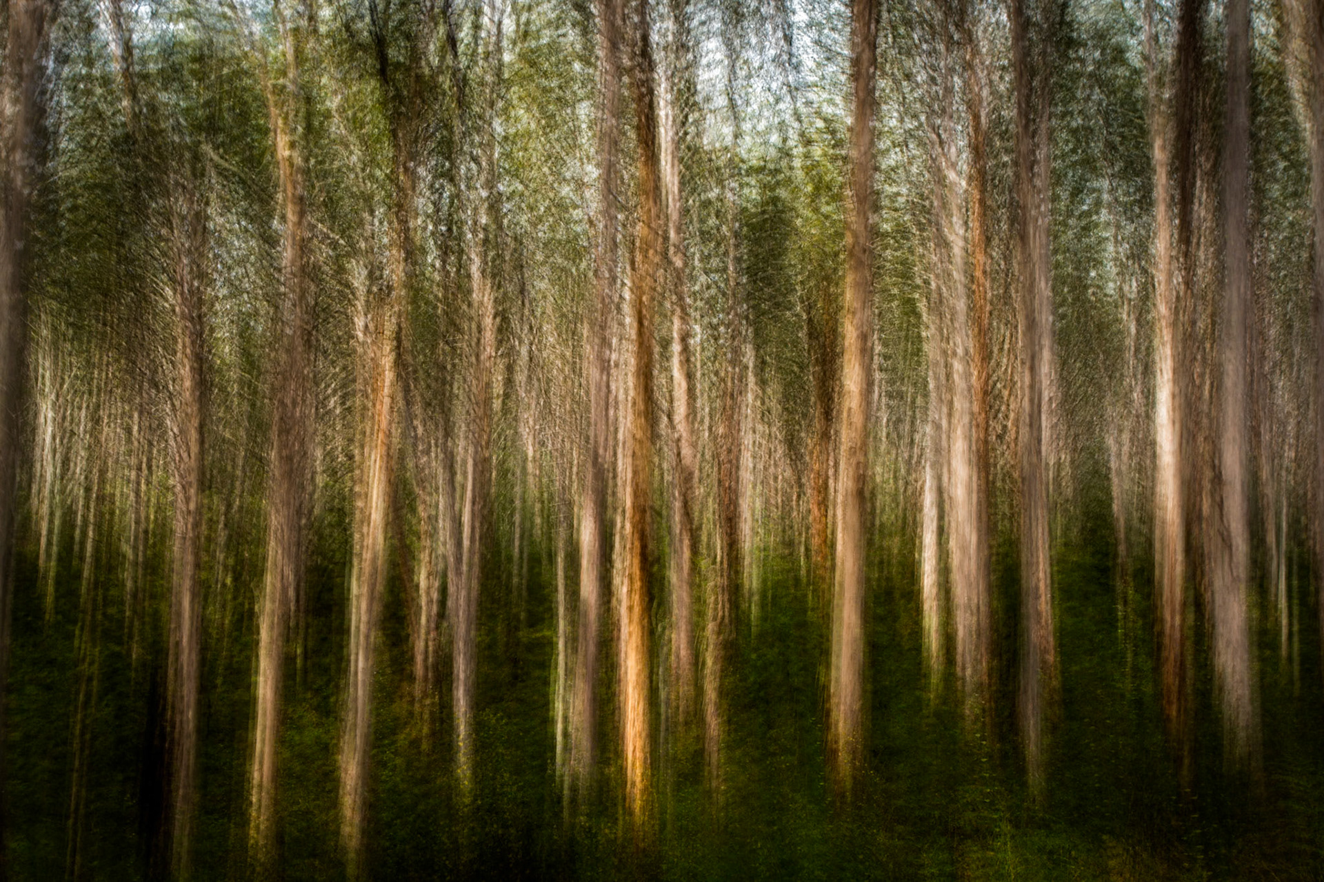 A multiple exposure and abstract image of the magnificent trees of Tuart Forest en route to Cape Leeuwin from Injadup, Western Australia