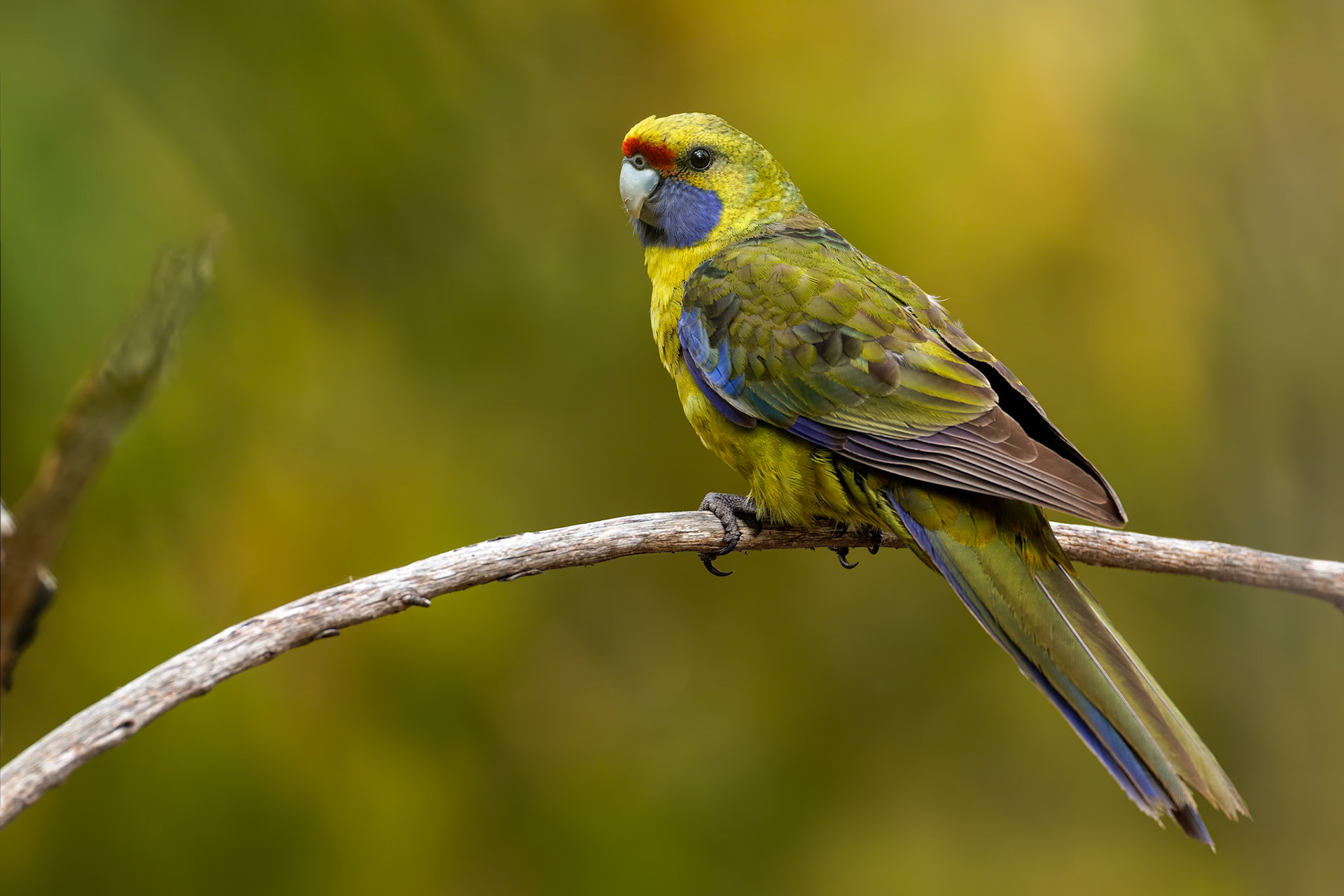 Green rosella, Signal Hill, Hobart, Tasmania, Australia