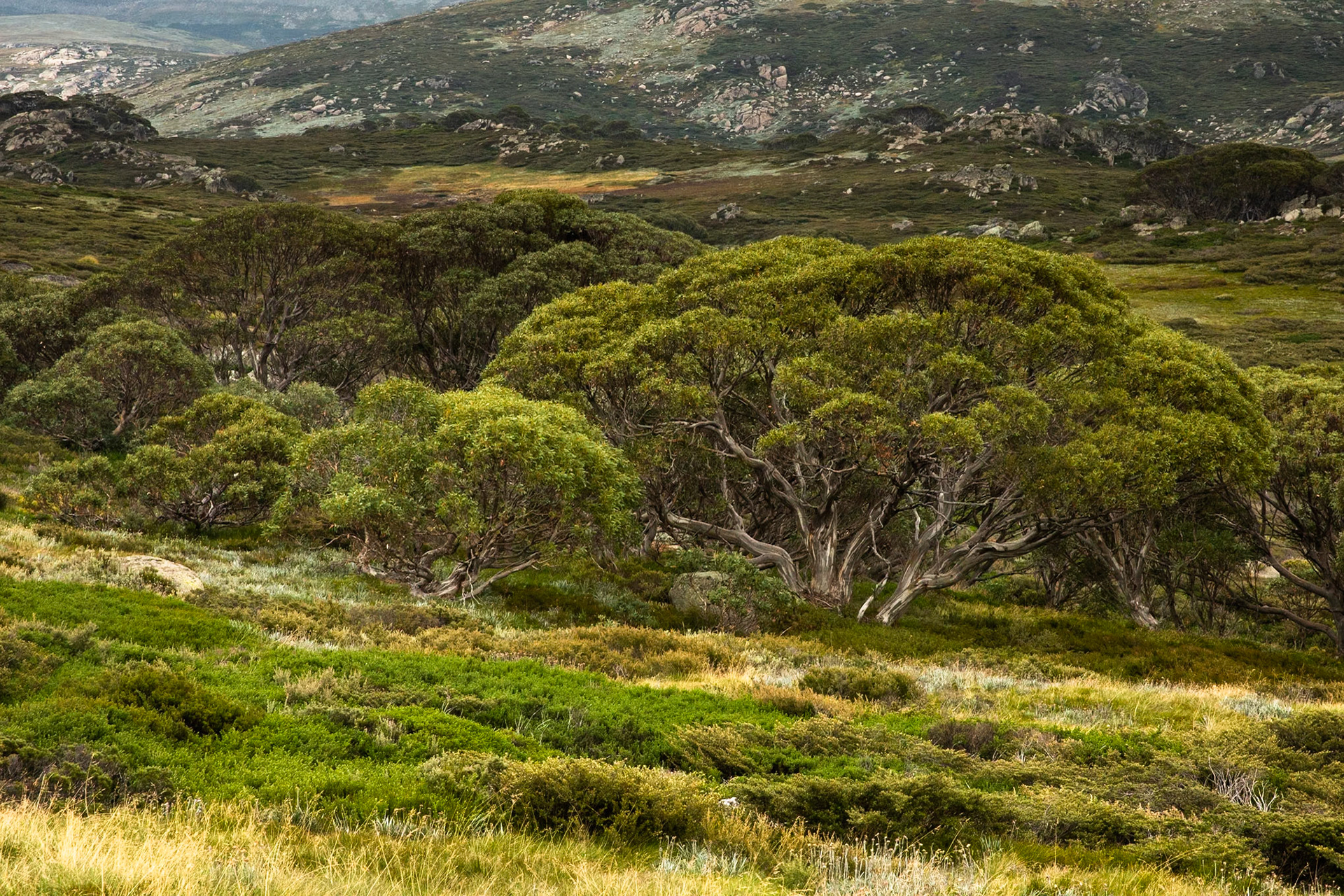 Summit walk, Mount Kosciuszko, Mount Kosciuszko National Park, Snowy Mountains, New South Wales