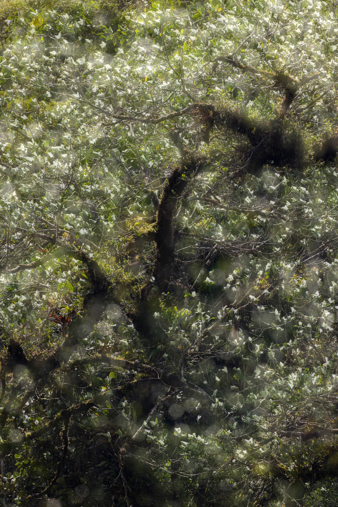 Casa Simpson Lodge, Tapilchalaca, Ecuador
