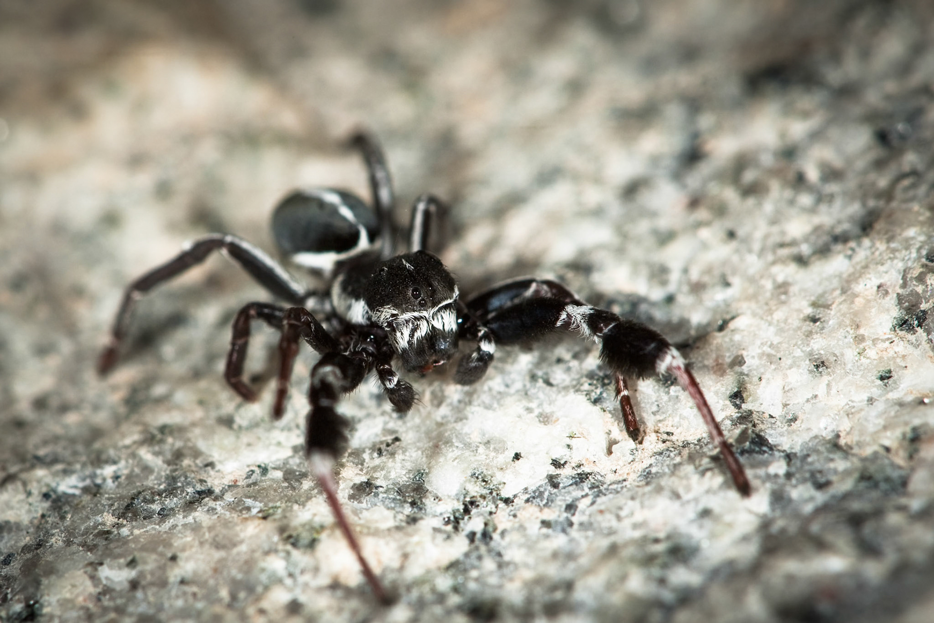 Jumping spider, Exeter, Sabi Sands